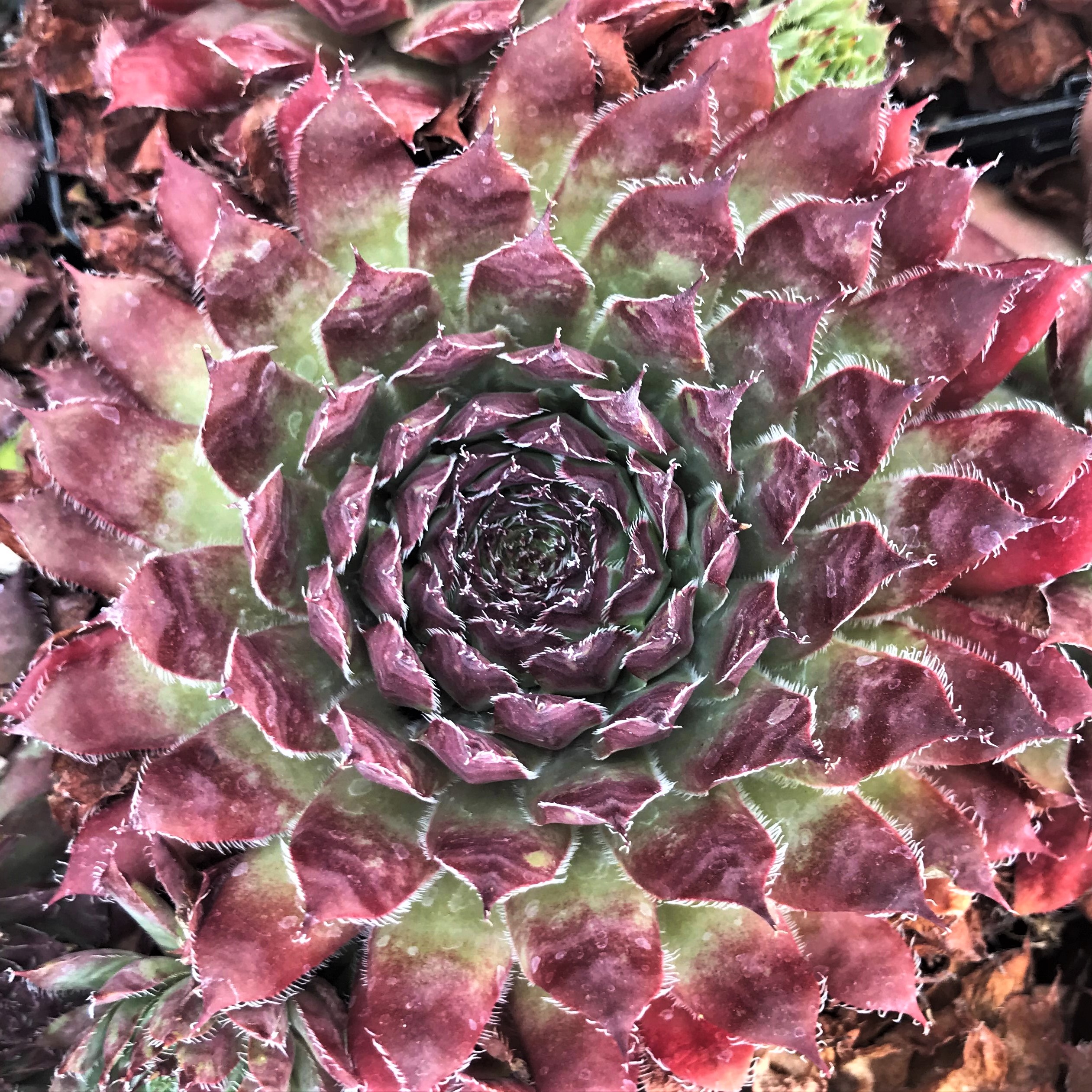 Sempervivum 'Nachtmelodie' - Hens & Chicks (3.5" Pot)