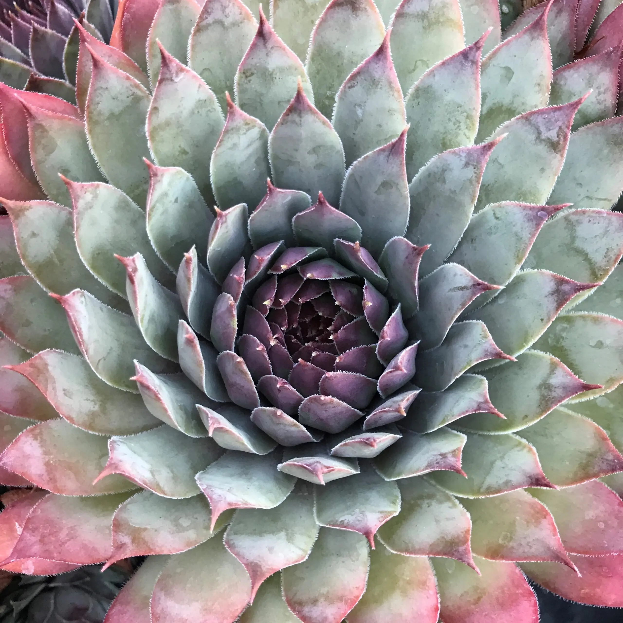 Sempervivum 'Silver Spring' - Hens & Chicks (3.5" Pot) | Little Prince of  Oregon Nursery