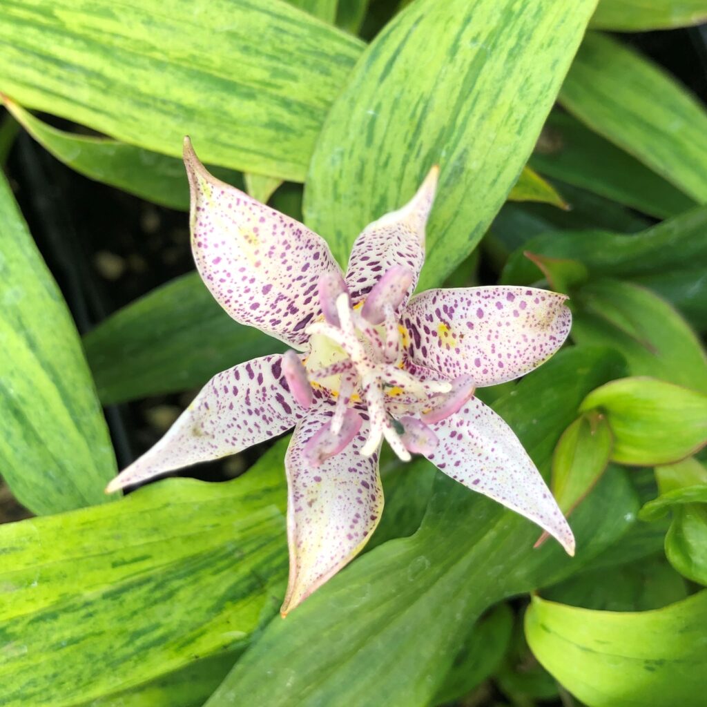 Tricyrtis-Lightning-Strike-
