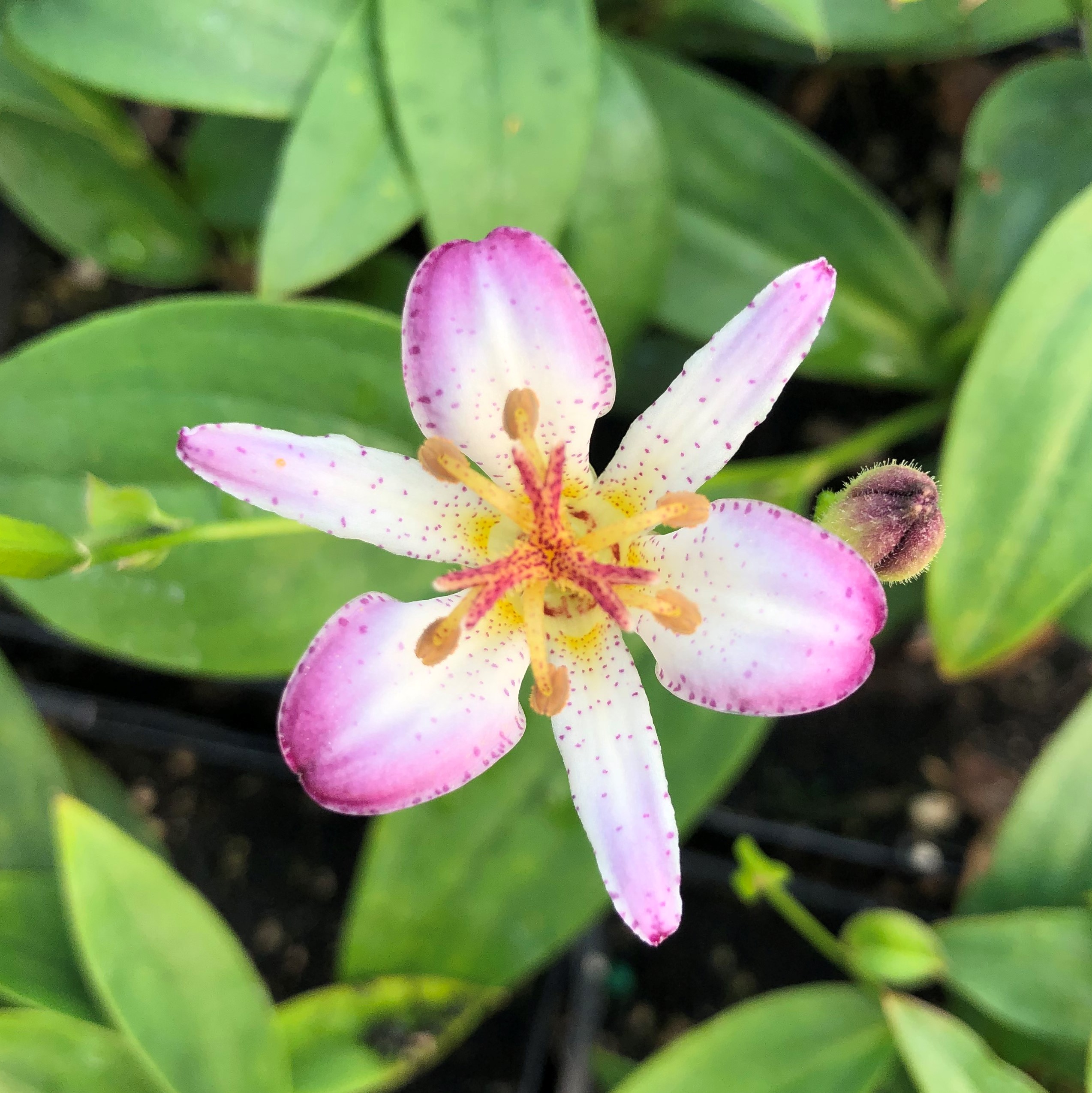 Tricyrtis 'Tosui' - Toad Lily (4.5" Pot) - Image 2
