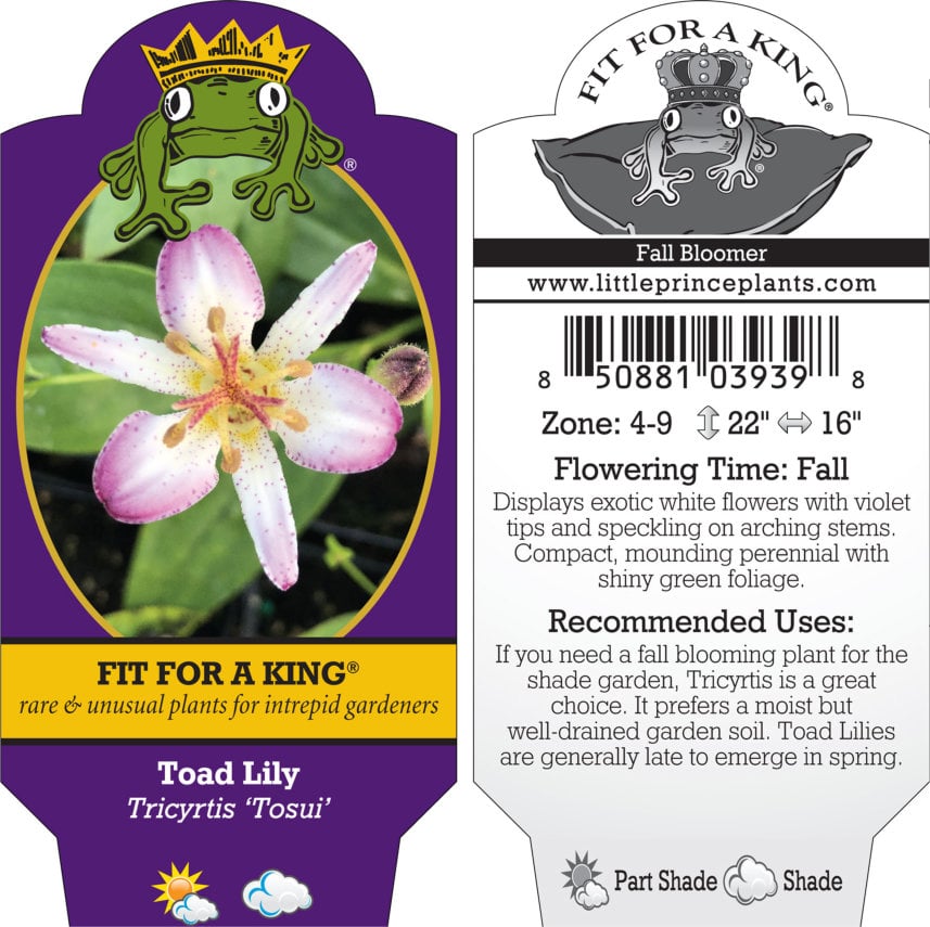 Tricyrtis 'Tosui' - Toad Lily (4.5" Pot) - Image 3