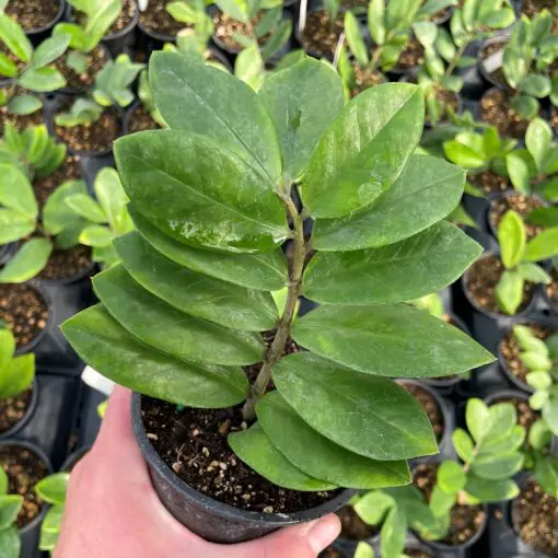 pearls n jade pothos Pearls & Jade Pothos (Regular)