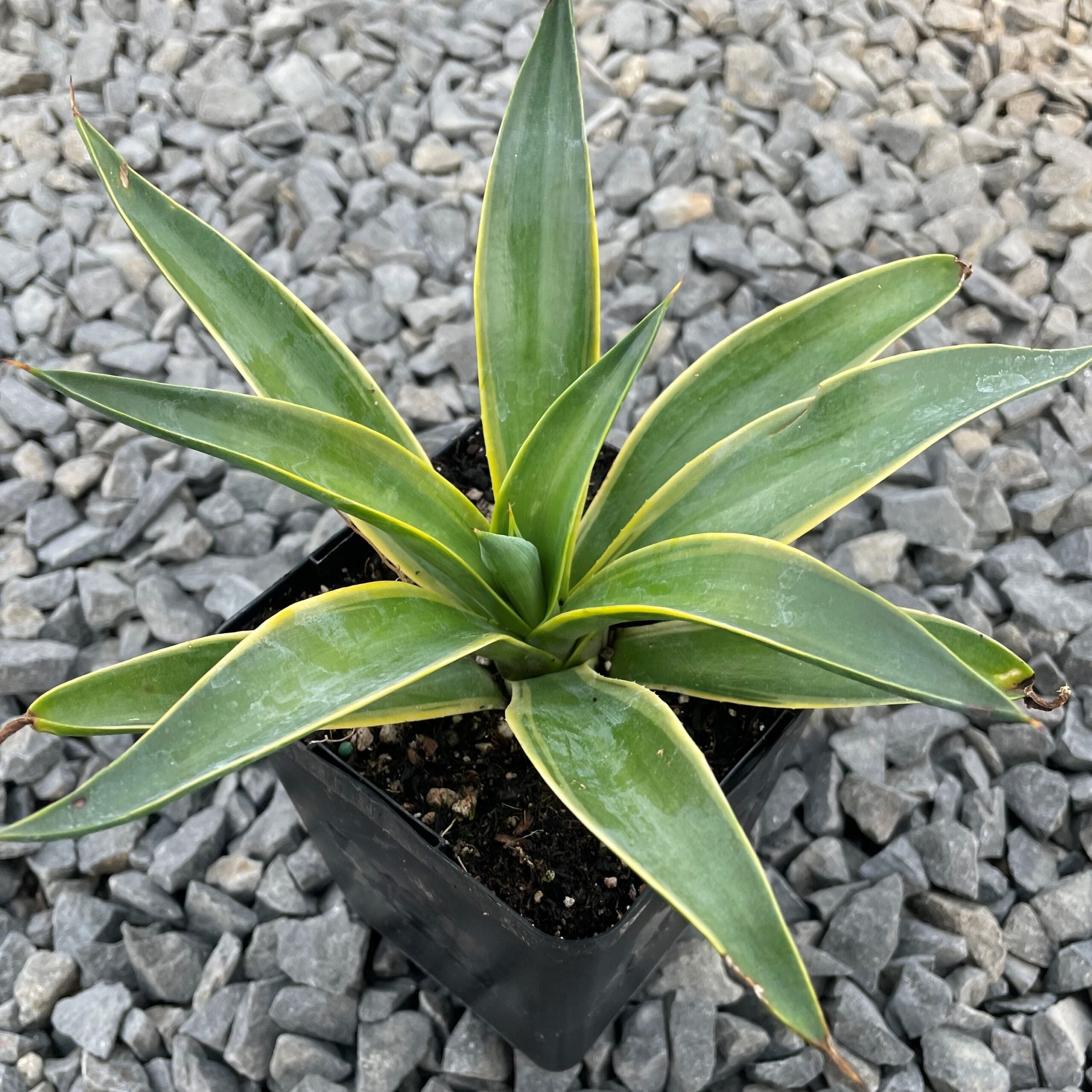 anthurium warocqueanum dark NFS: Anthurium Warocqueanum