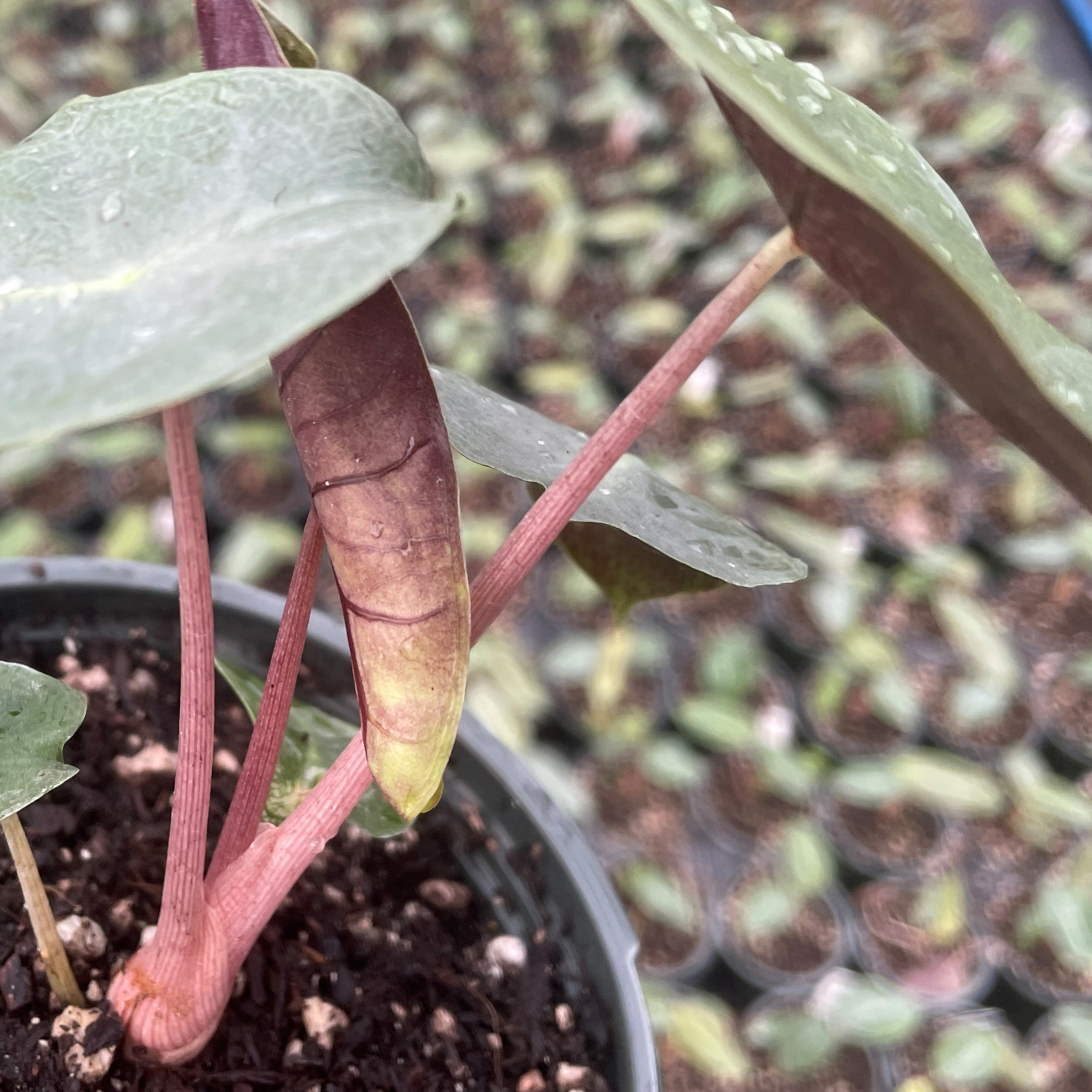 Alocasia 'Pink Dragon' - Elephant Ears (4.5" Pot) - Image 6