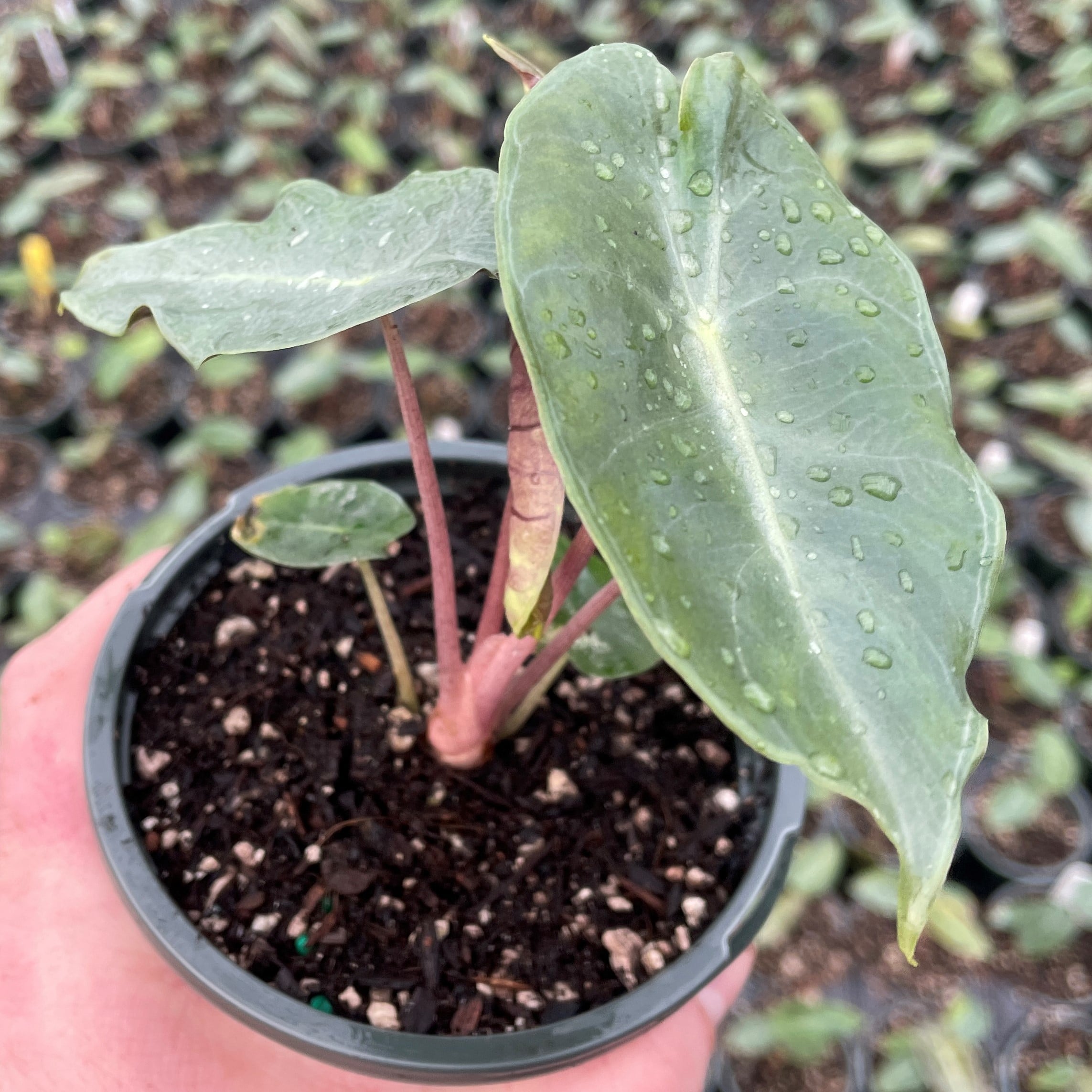 Alocasia 'Pink Dragon' - Elephant Ears (4.5" Pot) - Image 4