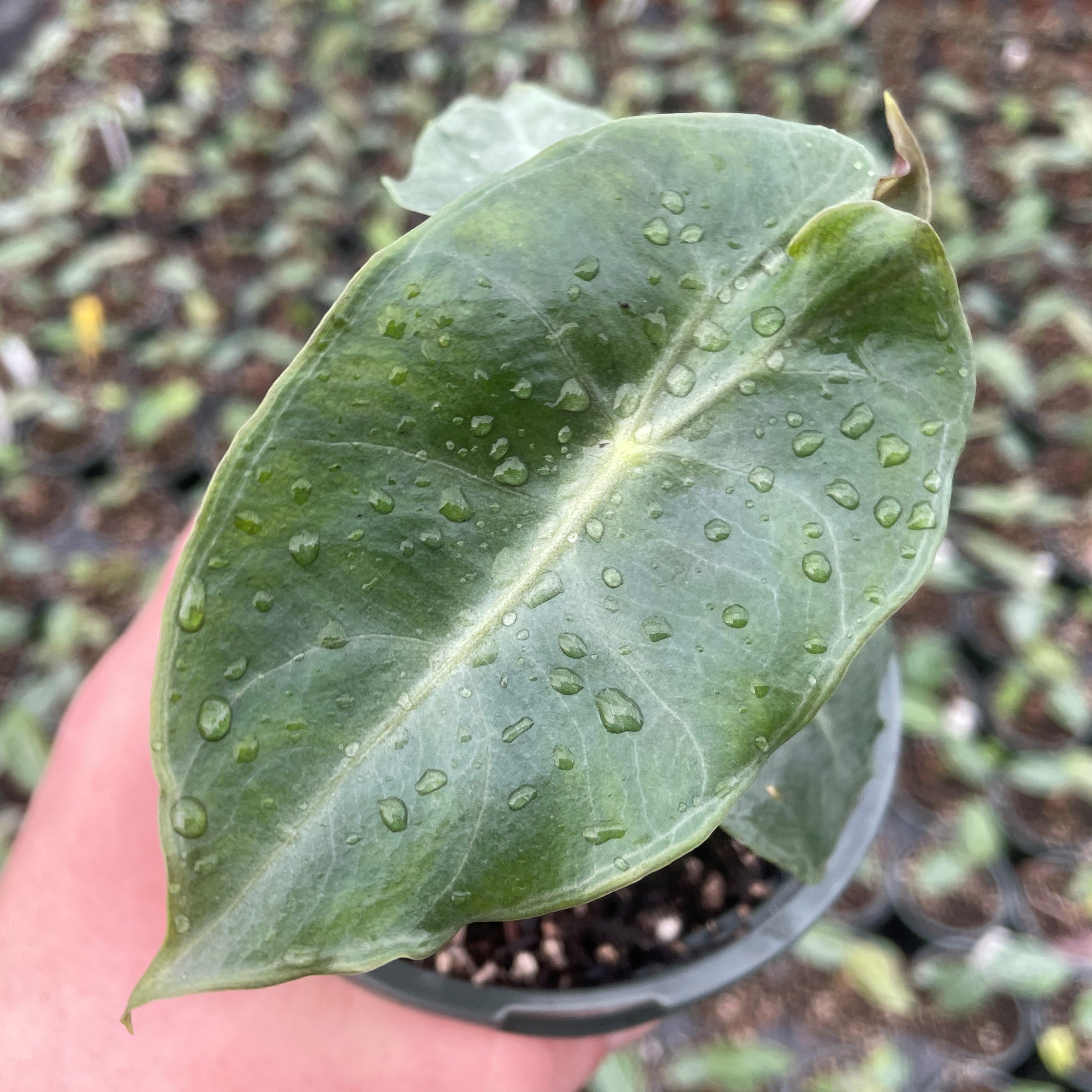 Alocasia 'Pink Dragon' - Elephant Ears (4.5" Pot) - Image 5