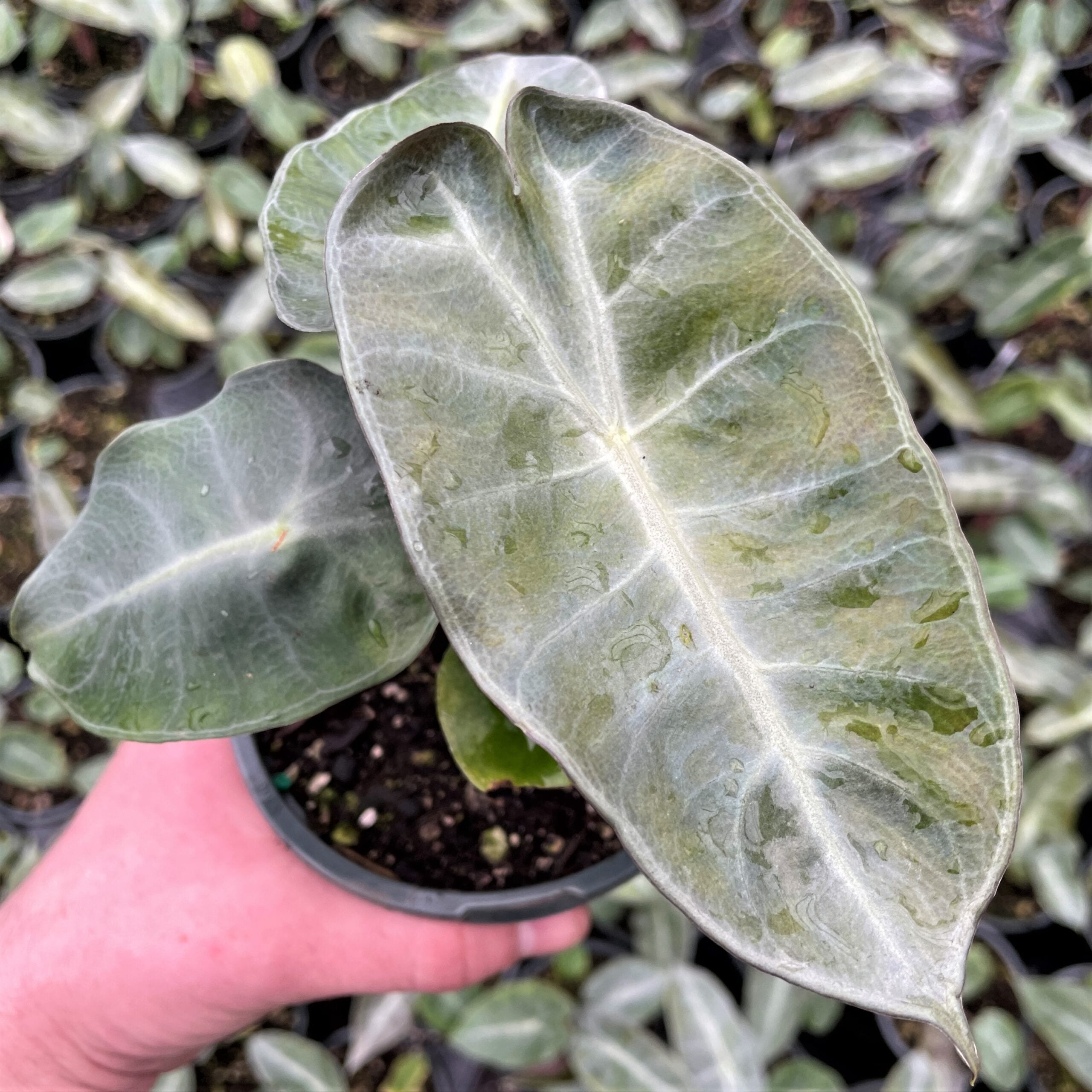 Alocasia 'Pink Dragon' - Elephant Ears (4.5" Pot) - Image 2