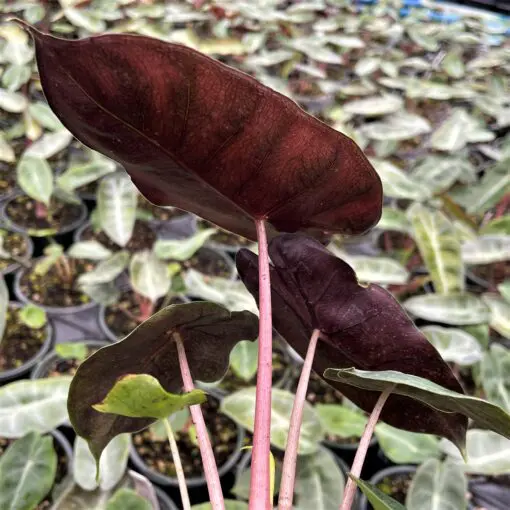 Alocasia 'Pink Dragon' - Elephant Ears (4.5" Pot) | Little Prince of Oregon  Nursery