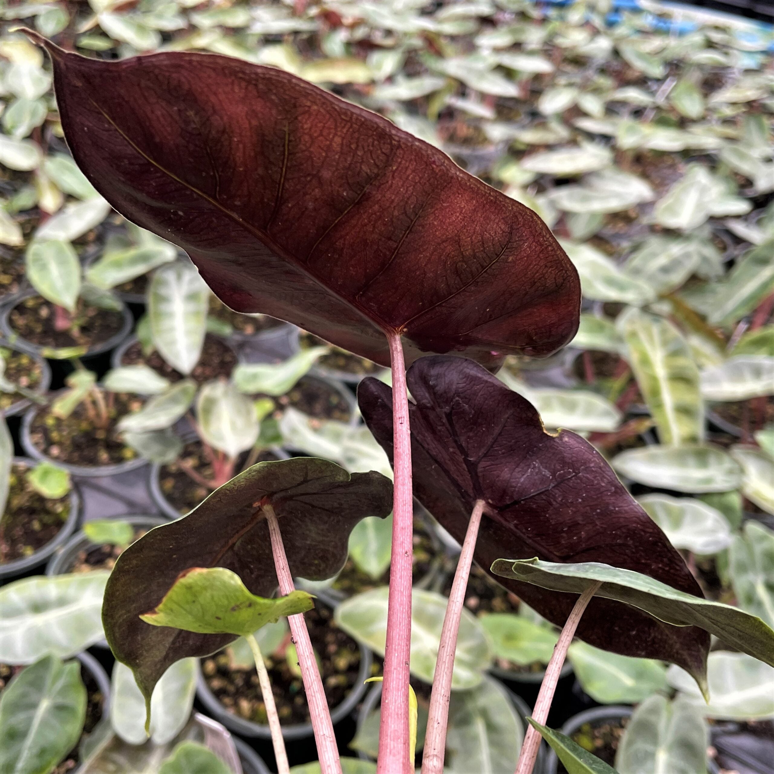 Alocasia 'Pink Dragon' - Elephant Ears (4.5" Pot) - Image 3