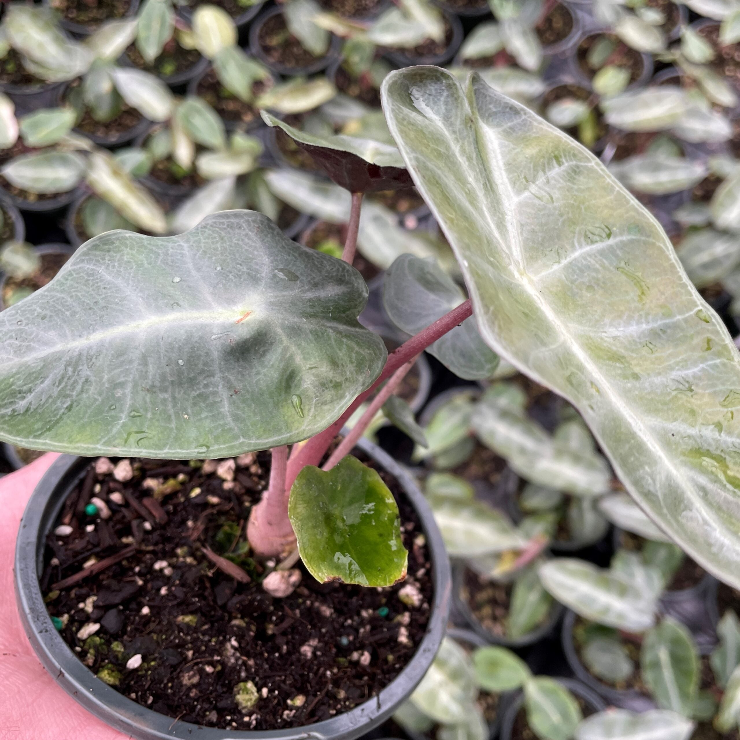 Alocasia 'Pink Dragon' - Elephant Ears (4.5" Pot)
