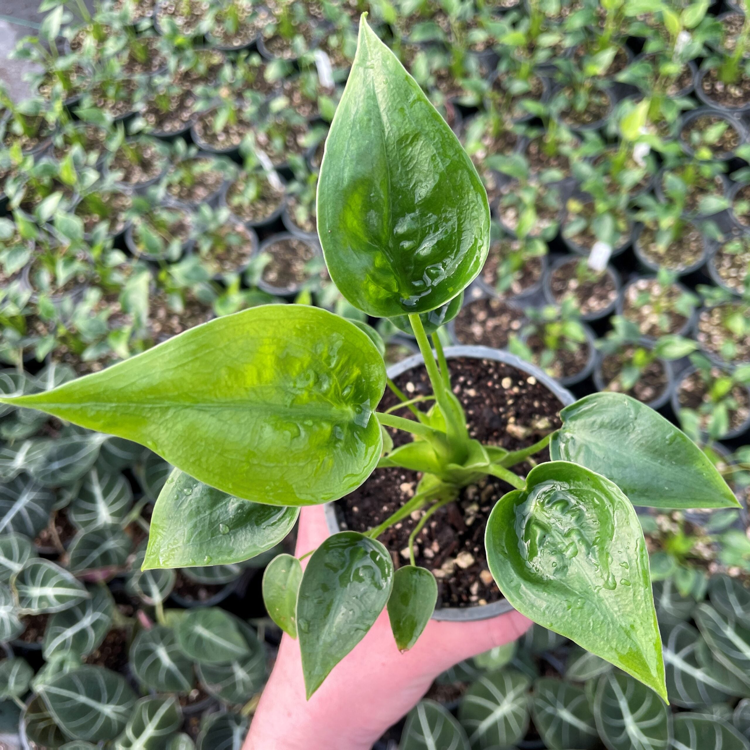Alocasia 'Tiny Dancer' - Elephant Ears (4.5" Pot) - Image 2