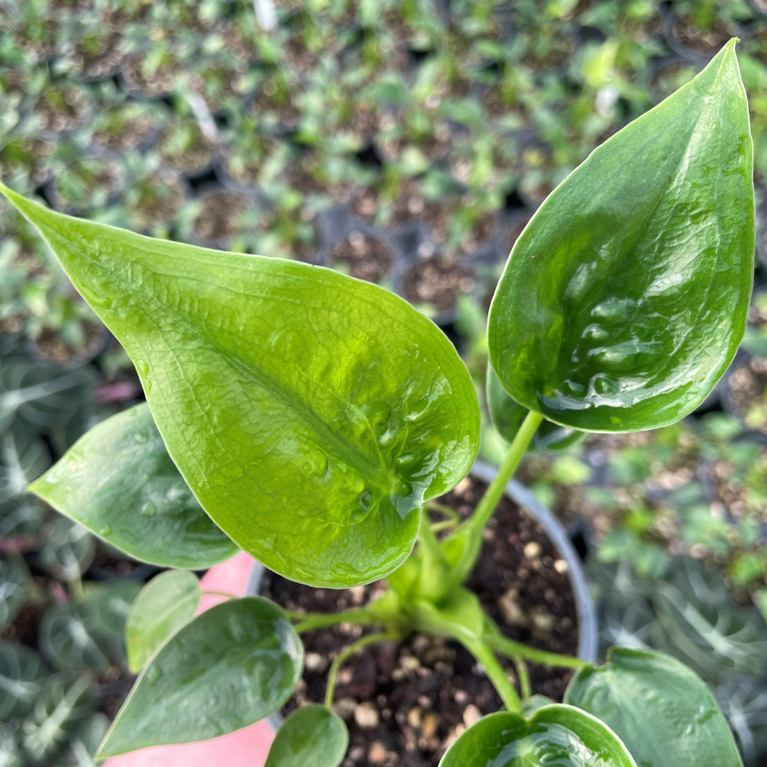 Alocasia 'Tiny Dancer' - Elephant Ears (4.5" Pot) - Image 3