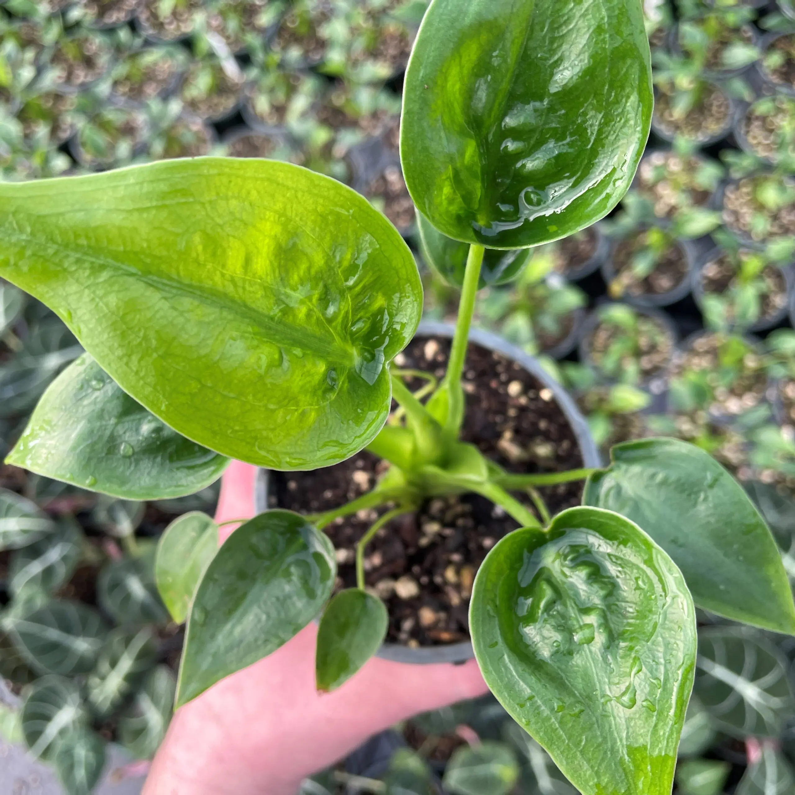 money tree outdoor Money Tree – Tipton & Hurst main image 1