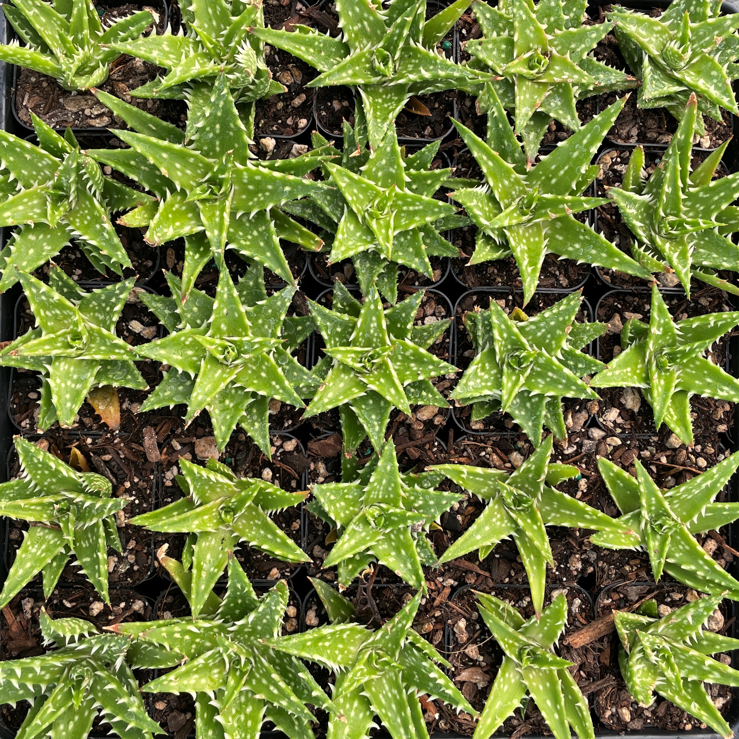 Aloe 'Minnie Belle' (2" Pot) | Little Prince of Oregon Nursery