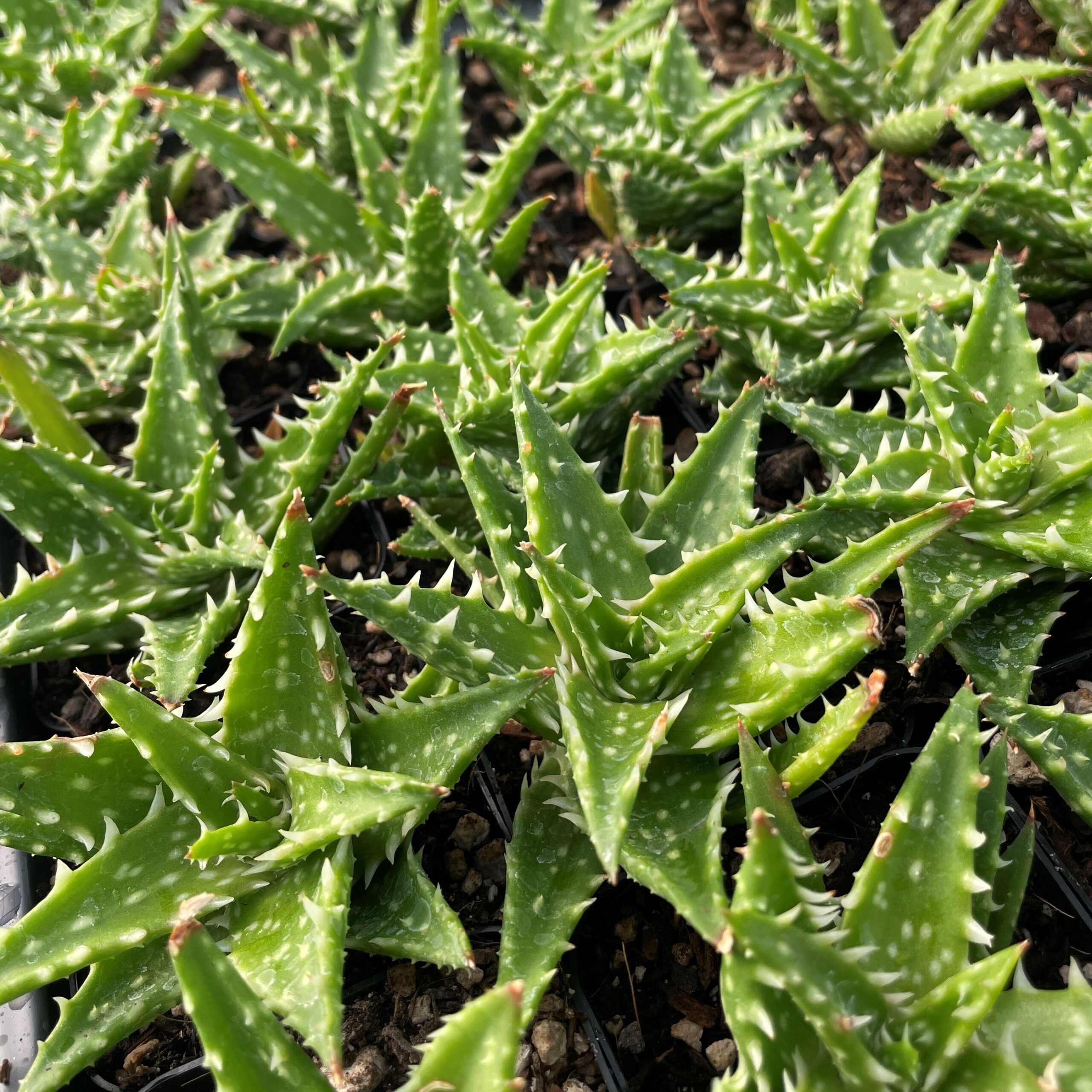 Aloe 'Minnie Belle' (2" Pot) - Image 4