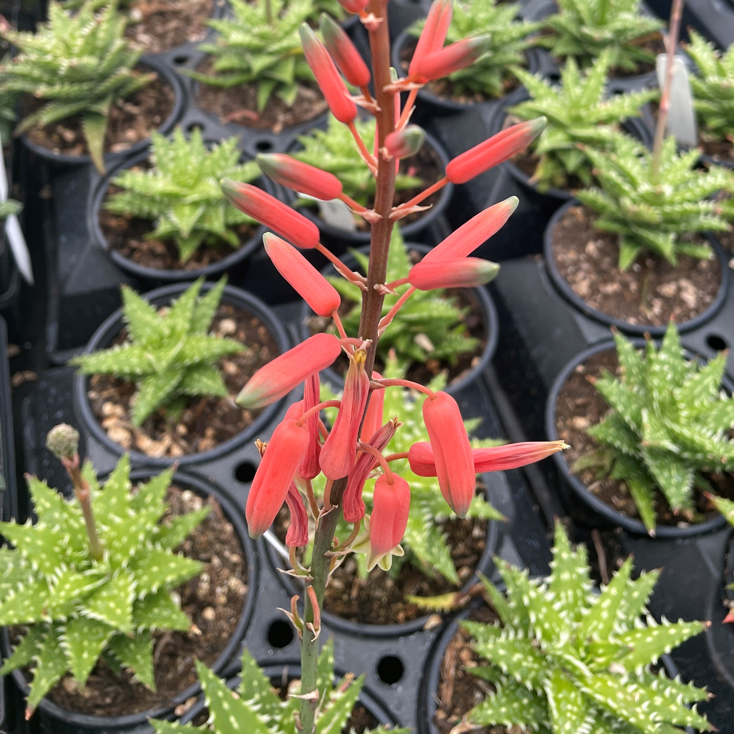 Aloe 'Minnie Belle' (2" Pot) - Image 3