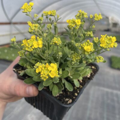 Alyssum 'Gold Rush'