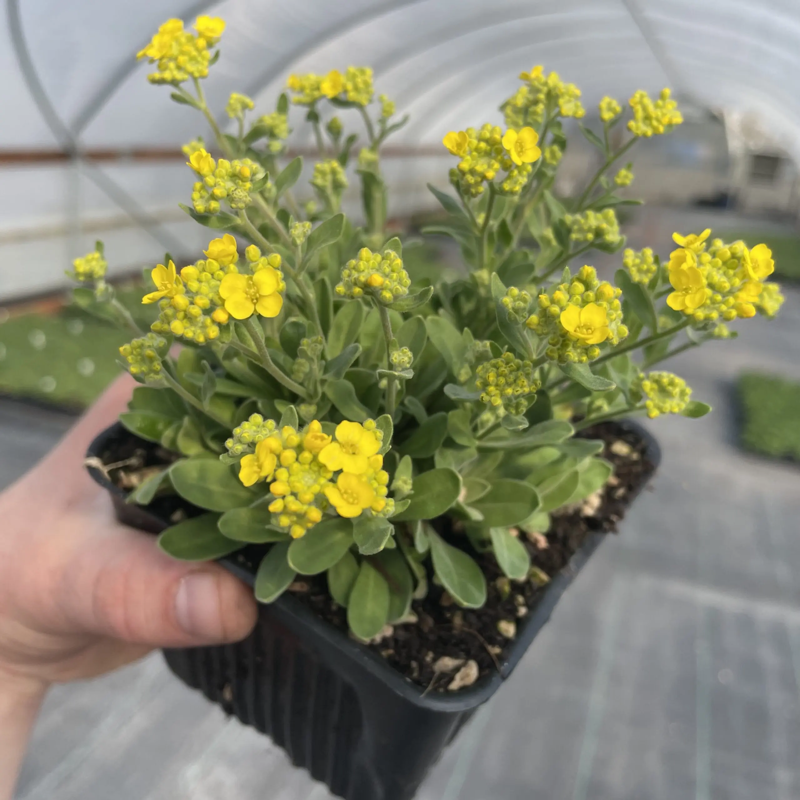 Alyssum 'Gold Rush' - Basket-of-Gold (4" Pot) - Buy Now!