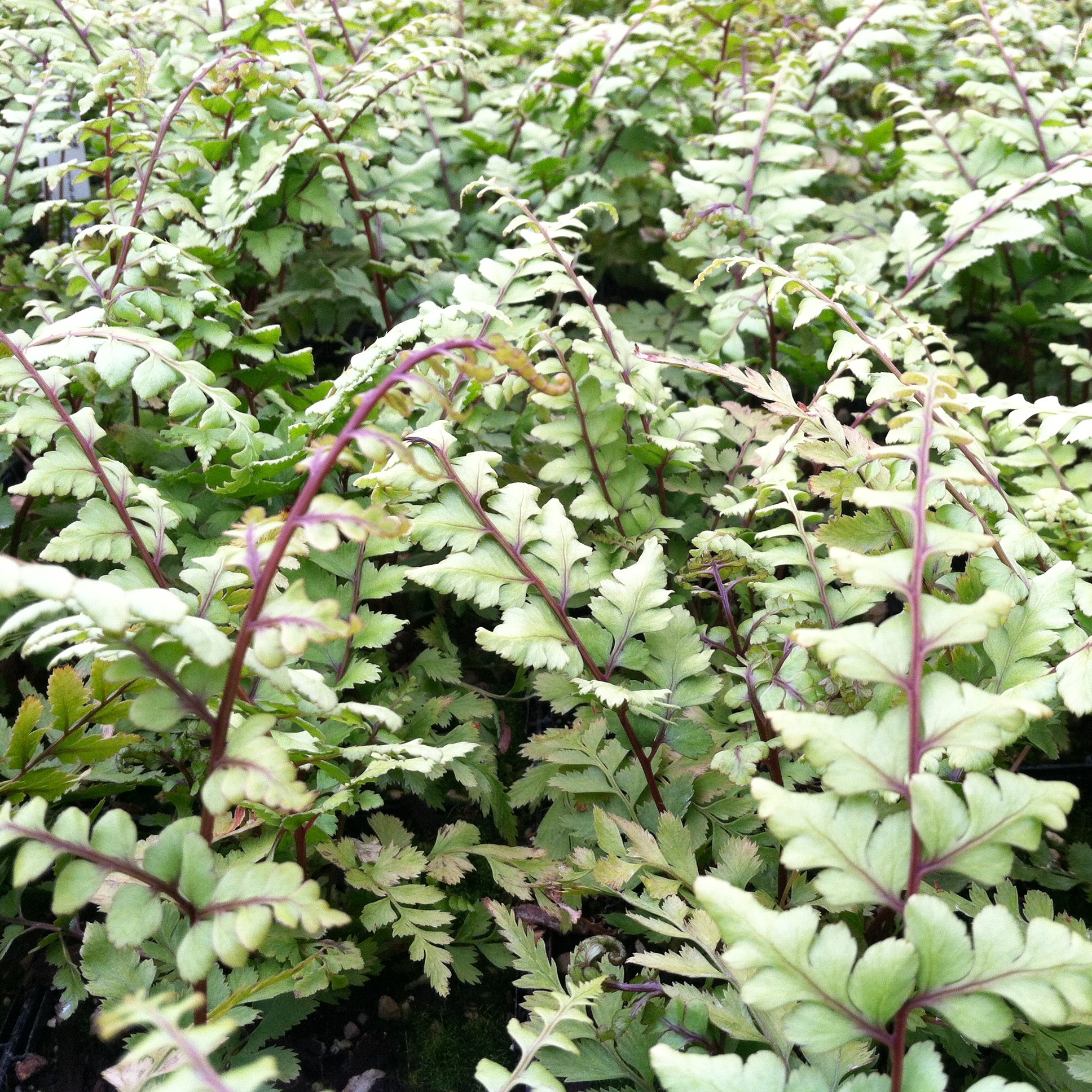 Athyrium otophorum - Auriculate Lady Fern (3.5" Pot)