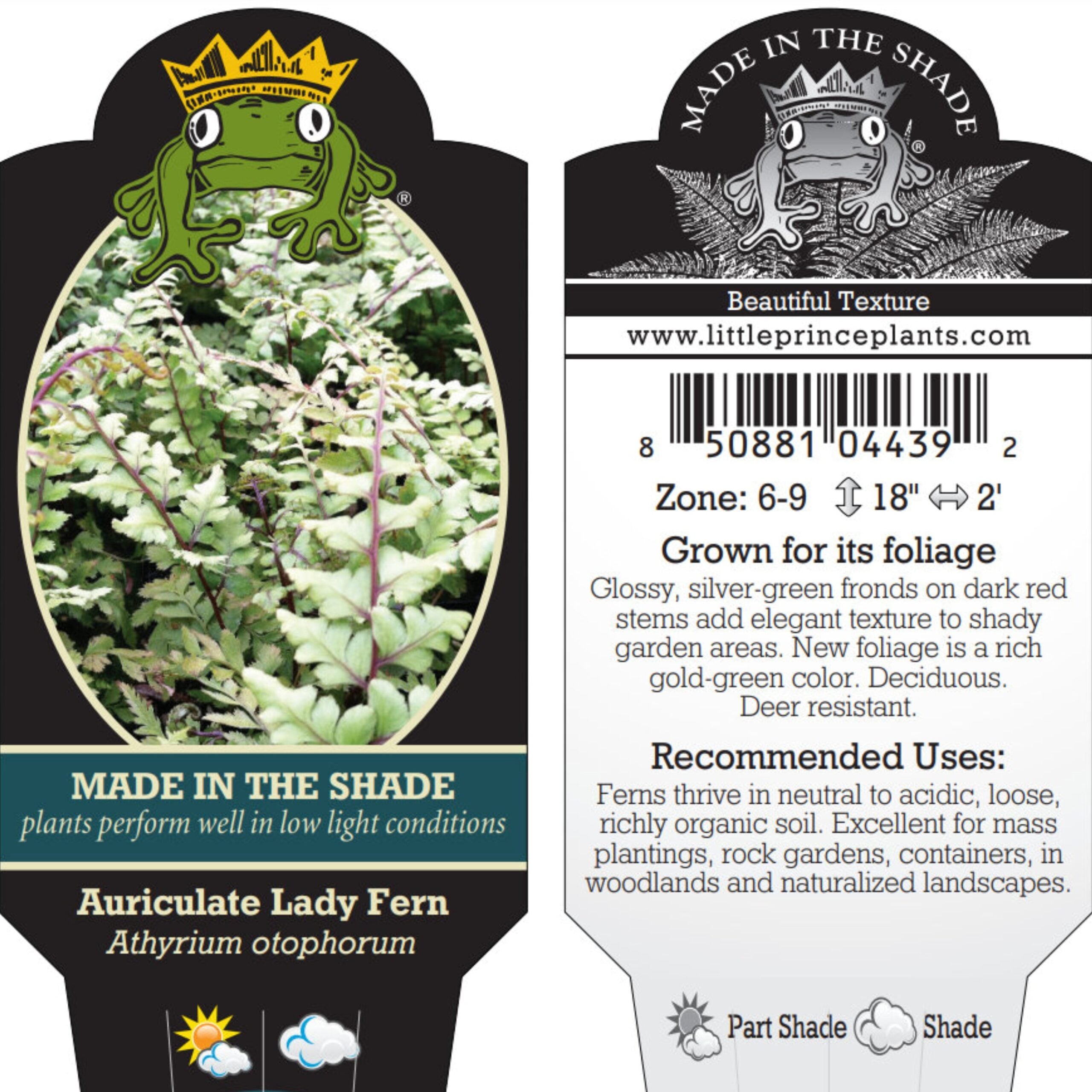 Athyrium otophorum - Auriculate Lady Fern (3.5" Pot) - Image 2