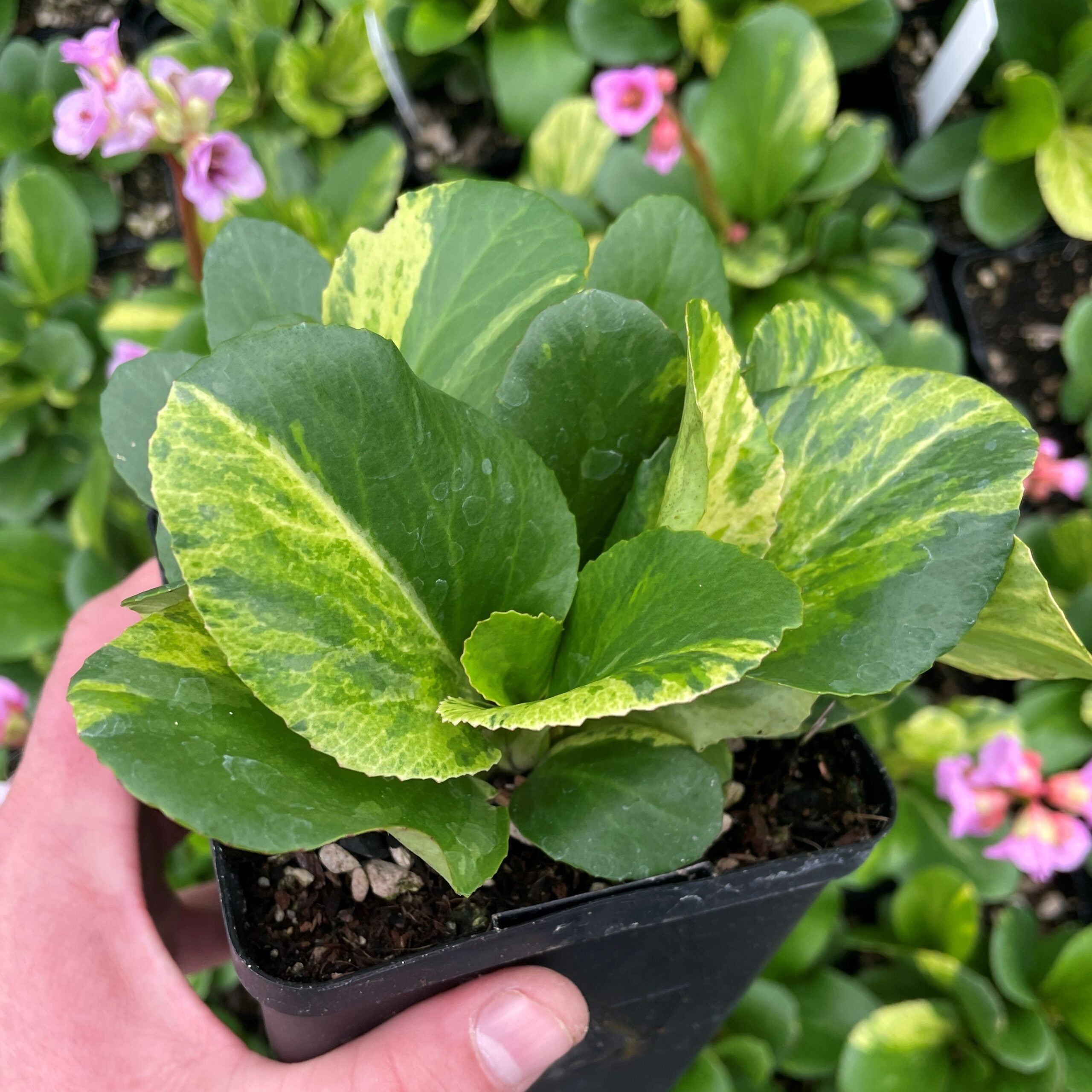 Bergenia cordifolia 'Tubby Andrews' - Tricolor Pigsqueak (4.5" Pot) |  Little Prince of Oregon Nursery
