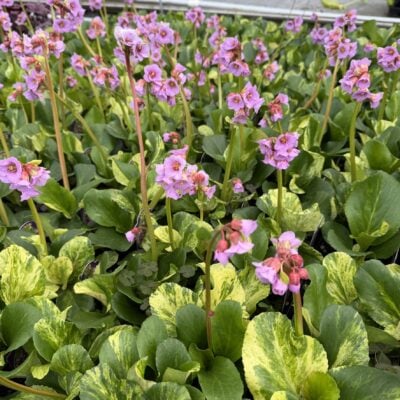 Bergenia cordifolia 'Tubby Andrews' - Tricolor Pigsqueak (4.5" Pot)