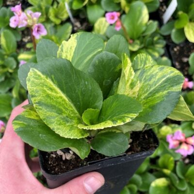 Bergenia cordifolia 'Tubby Andrews' - Tricolor Pigsqueak (4.5" Pot)