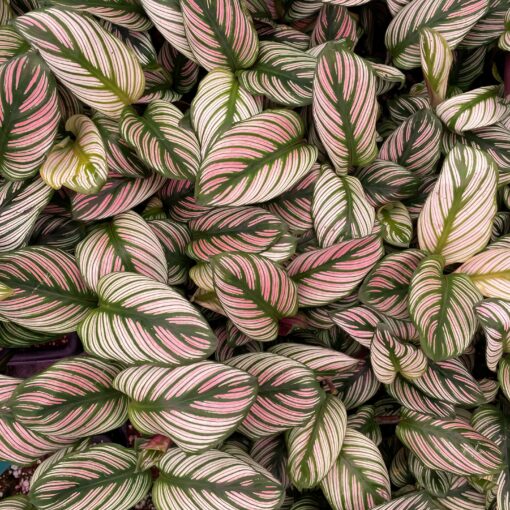 blumenpflege elefantenfuß Elefantenfuß 80–100 cm – Beaucarnea recurvata main image 0