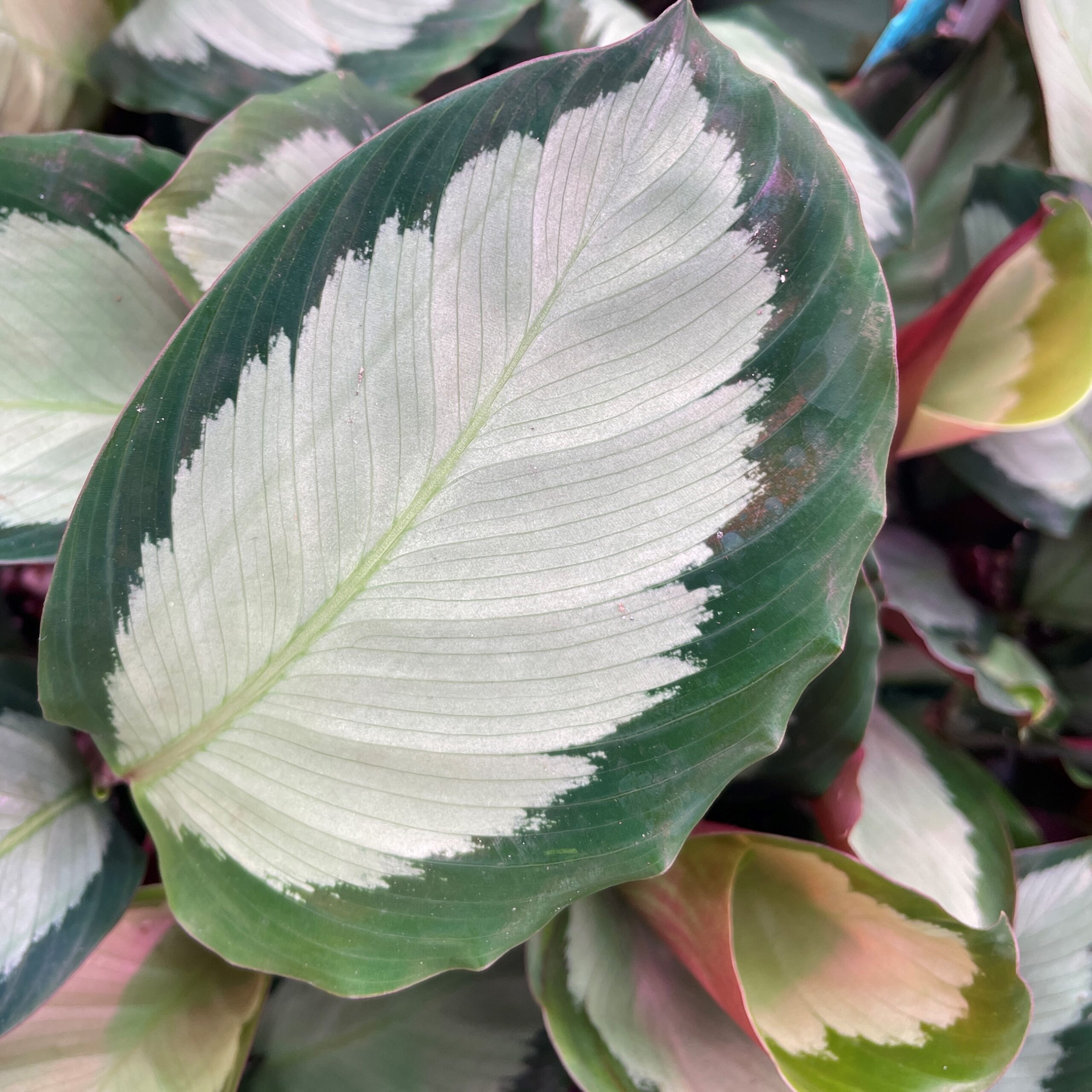 monstera efeutute Gießhilfe für Helix Designer Moosstab main image 0