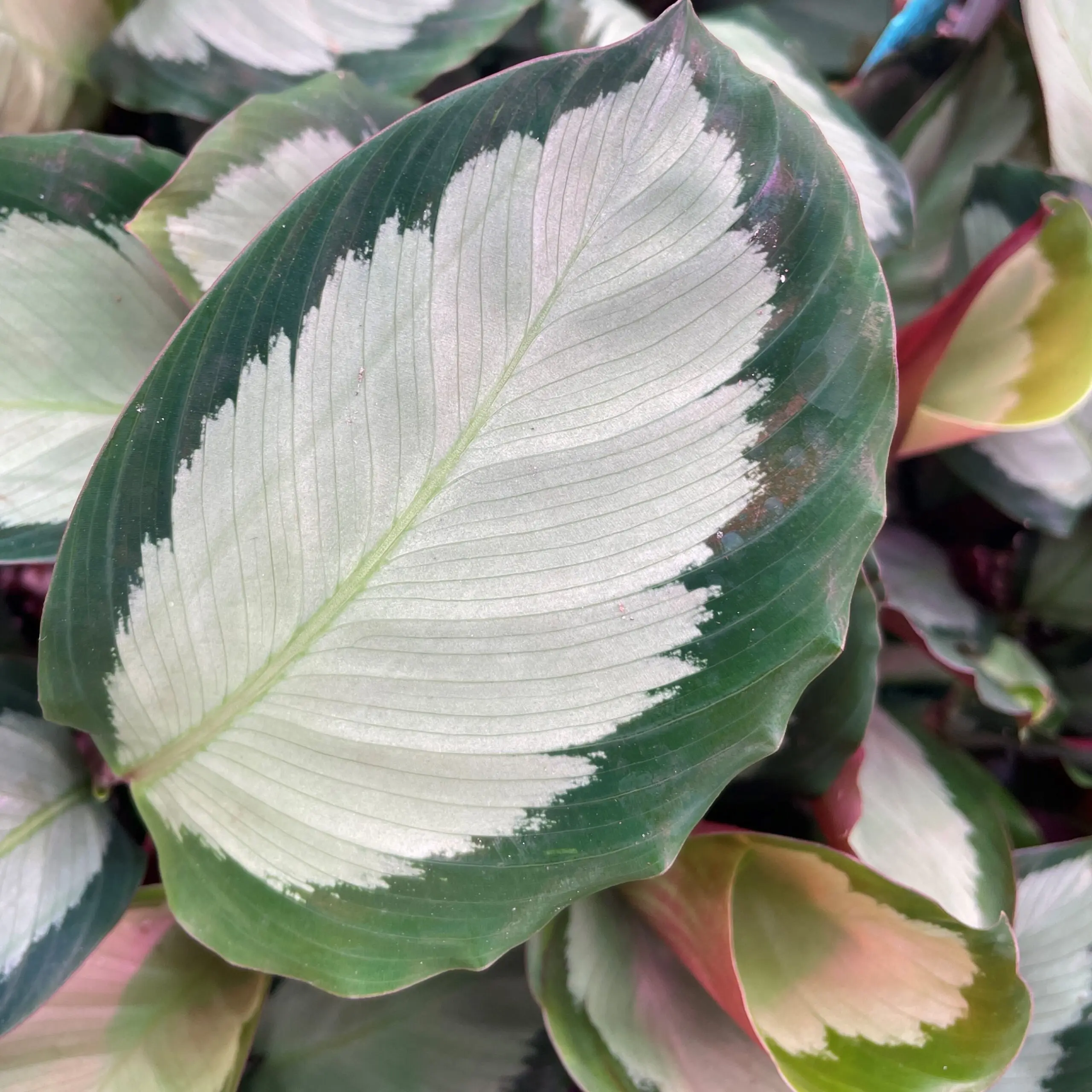 Calathea picturata - Silver Prayer Plant (4.5" Pot) | Little Prince of  Oregon Nursery
