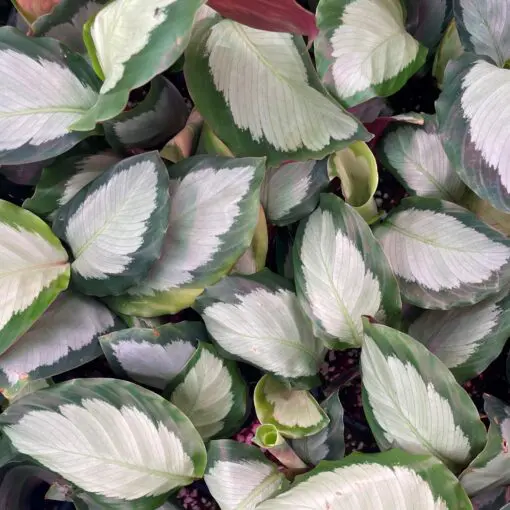 Calathea picturata - Silver Prayer Plant (4.5" Pot) | Little Prince of  Oregon Nursery