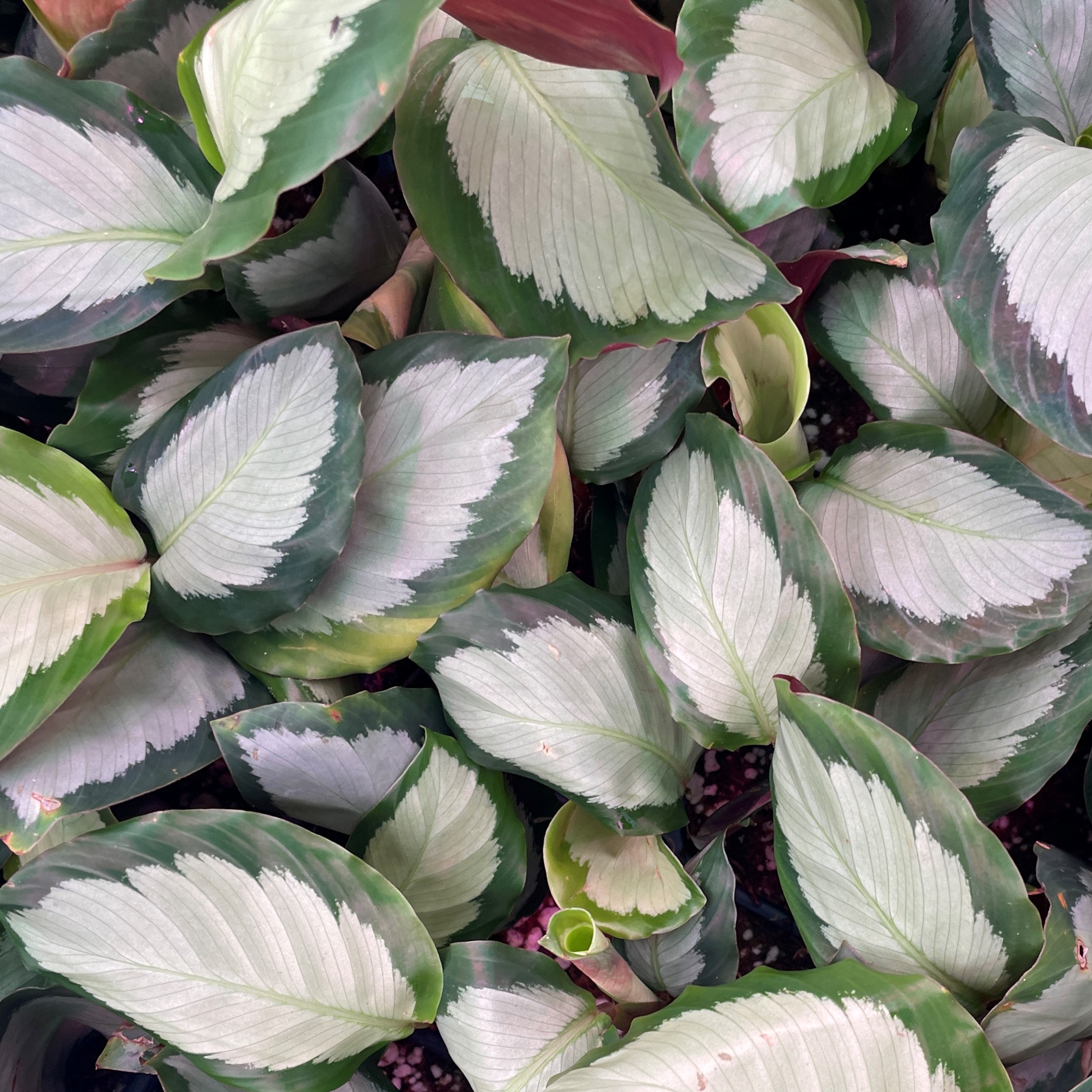 dracaena gold coast Dracaena Gold Coast – Bright Indoor Plant UAE – Plantsworld.ae