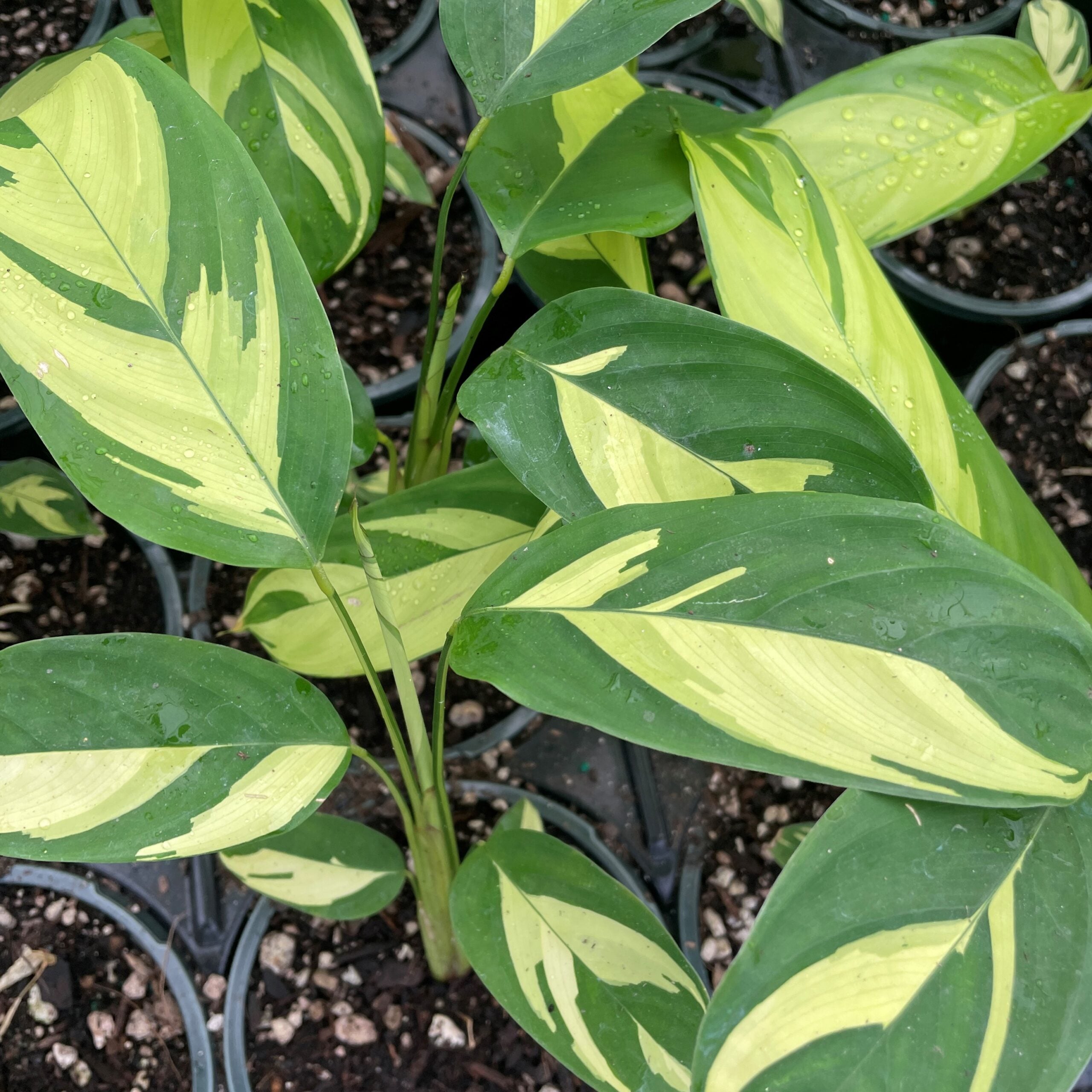 Ctenanthe lubbersiana 'Golden Mosaic' - Never Never Plant (4.5" Pot) - Image 6