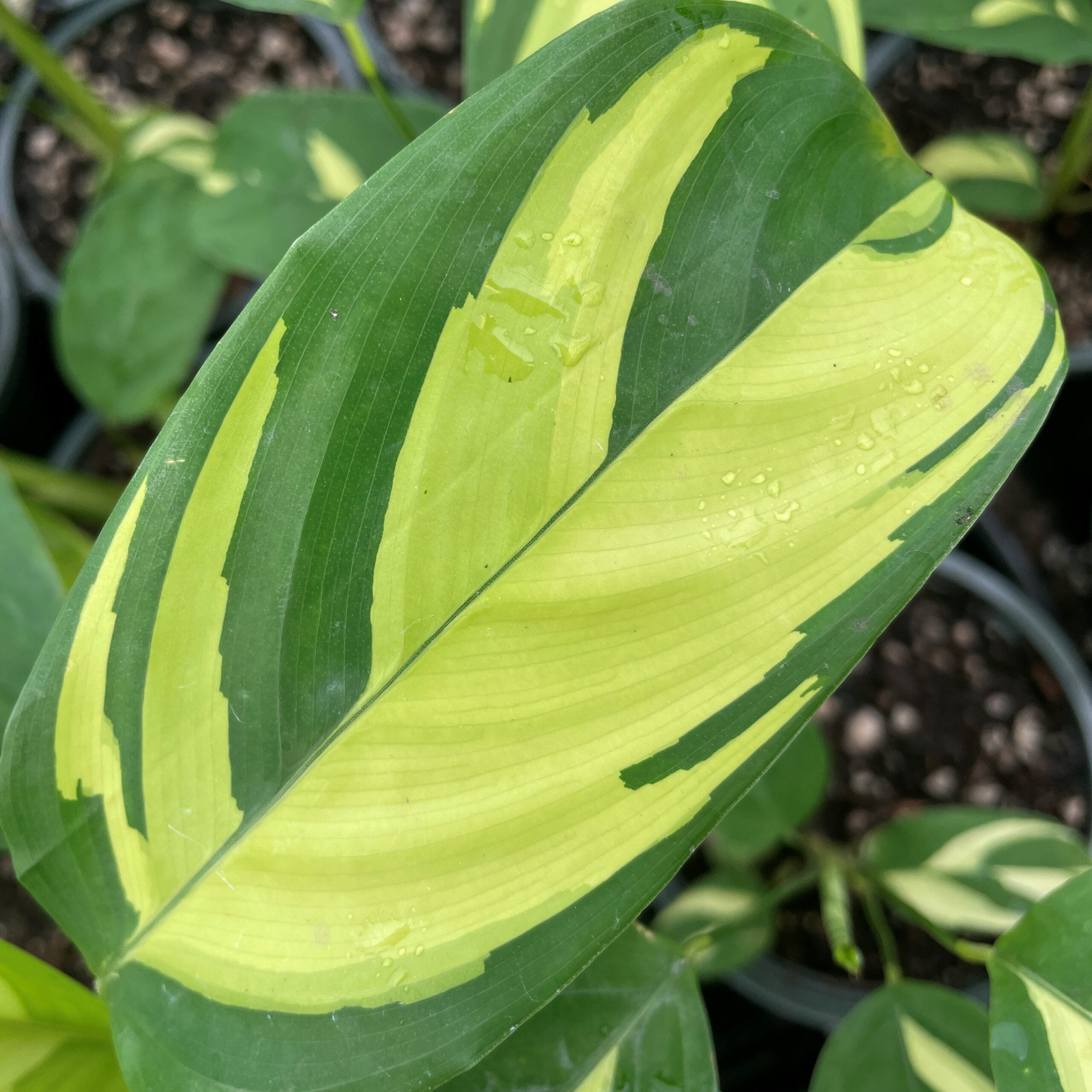 Ctenanthe lubbersiana 'Golden Mosaic' - Never Never Plant (4.5" Pot) - Image 3