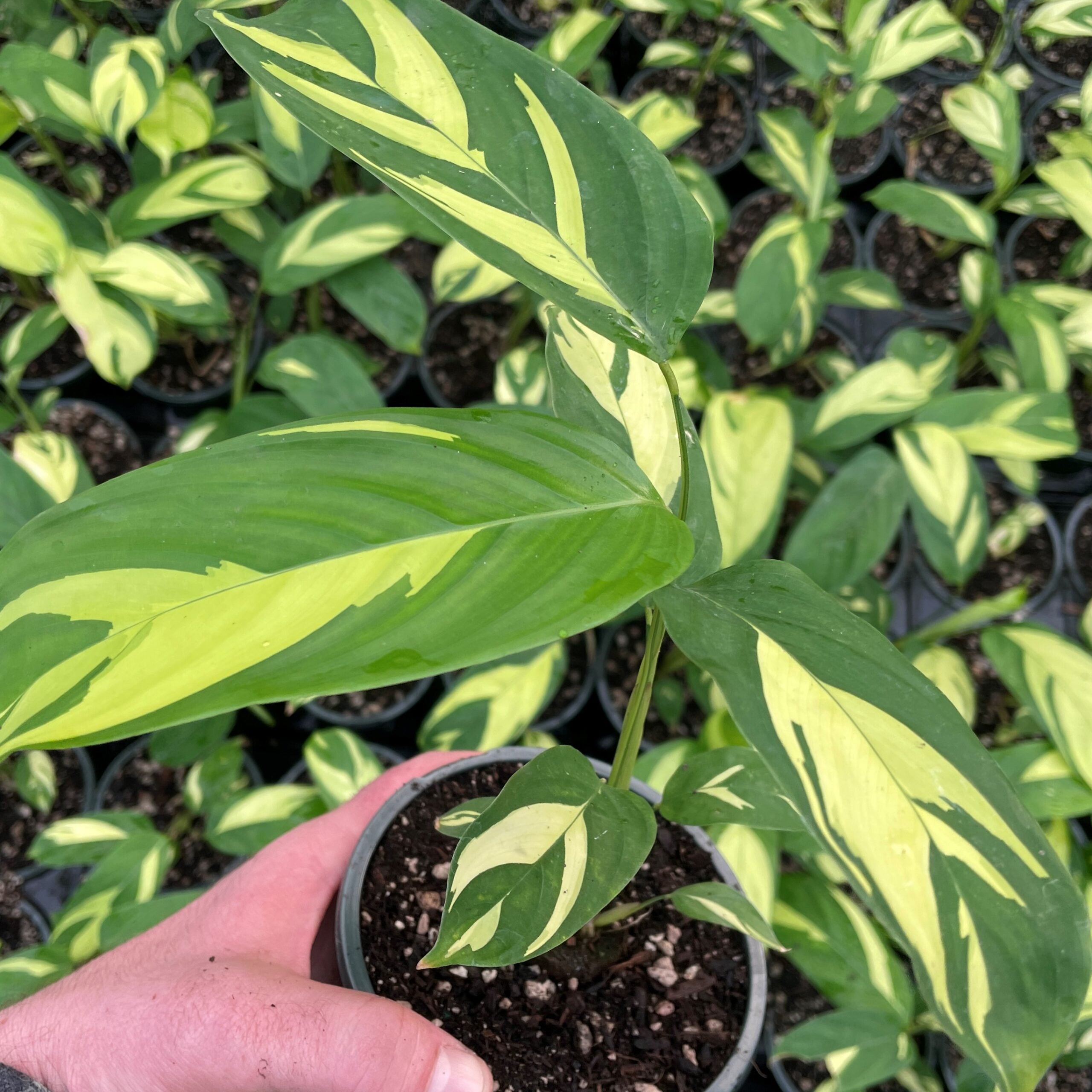 Ctenanthe lubbersiana 'Golden Mosaic' - Never Never Plant (4.5" Pot) - Image 4