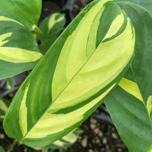 Ctenanthe lubbersiana 'Golden Mosaic' - Never Never Plant (4.5" Pot) |  Little Prince of Oregon Nursery