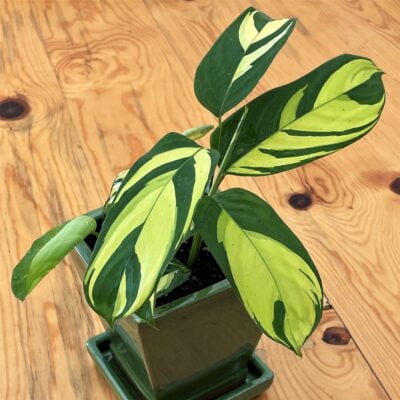 Ctenanthe lubbersiana 'Golden Mosaic' - Never Never Plant (4.5" Pot)