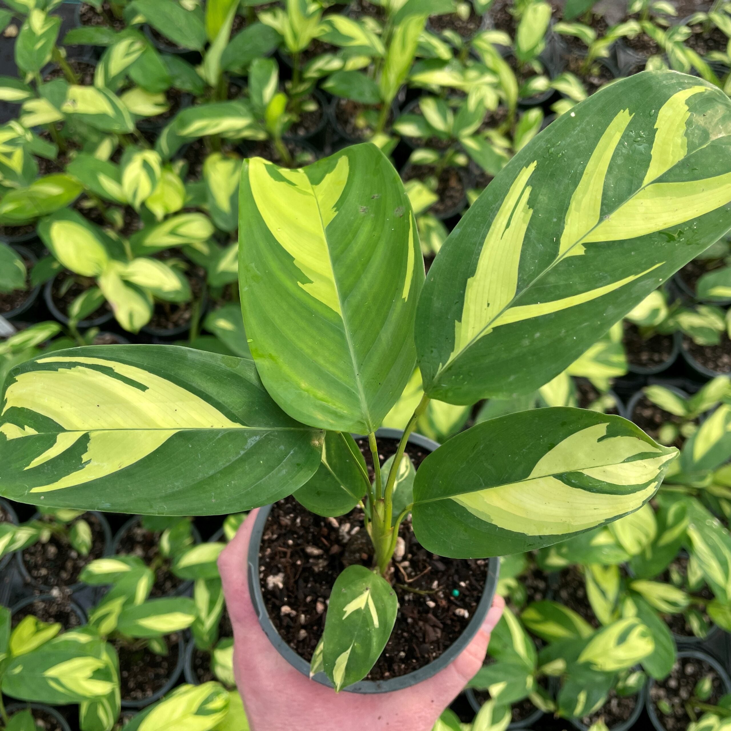 Ctenanthe lubbersiana 'Golden Mosaic' - Never Never Plant (4.5" Pot) |  Little Prince of Oregon Nursery