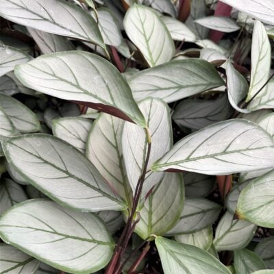 Ctenanthe setosa 'Grey Star' - Never Never Plant (4.5" Pot)