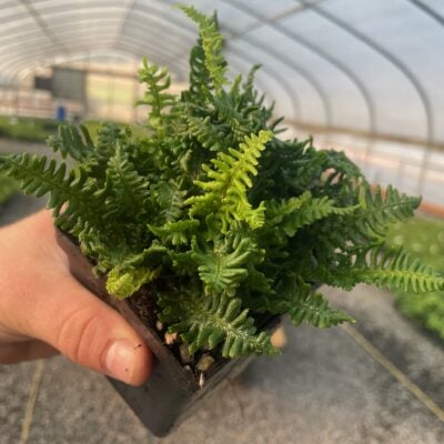 Dryopteris affinis 'Crispa Congesta' August