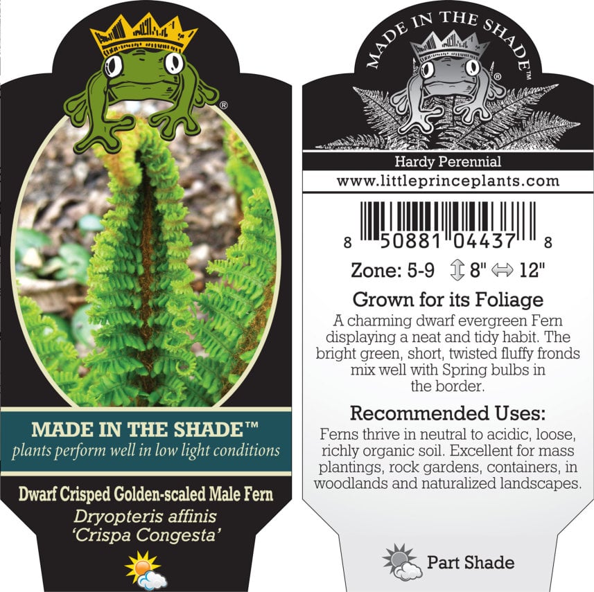 Dryopteris affinis 'Crispa Congesta' - Dwarf Golden-Scaled Male Fern (3.5" Pot) - Image 2