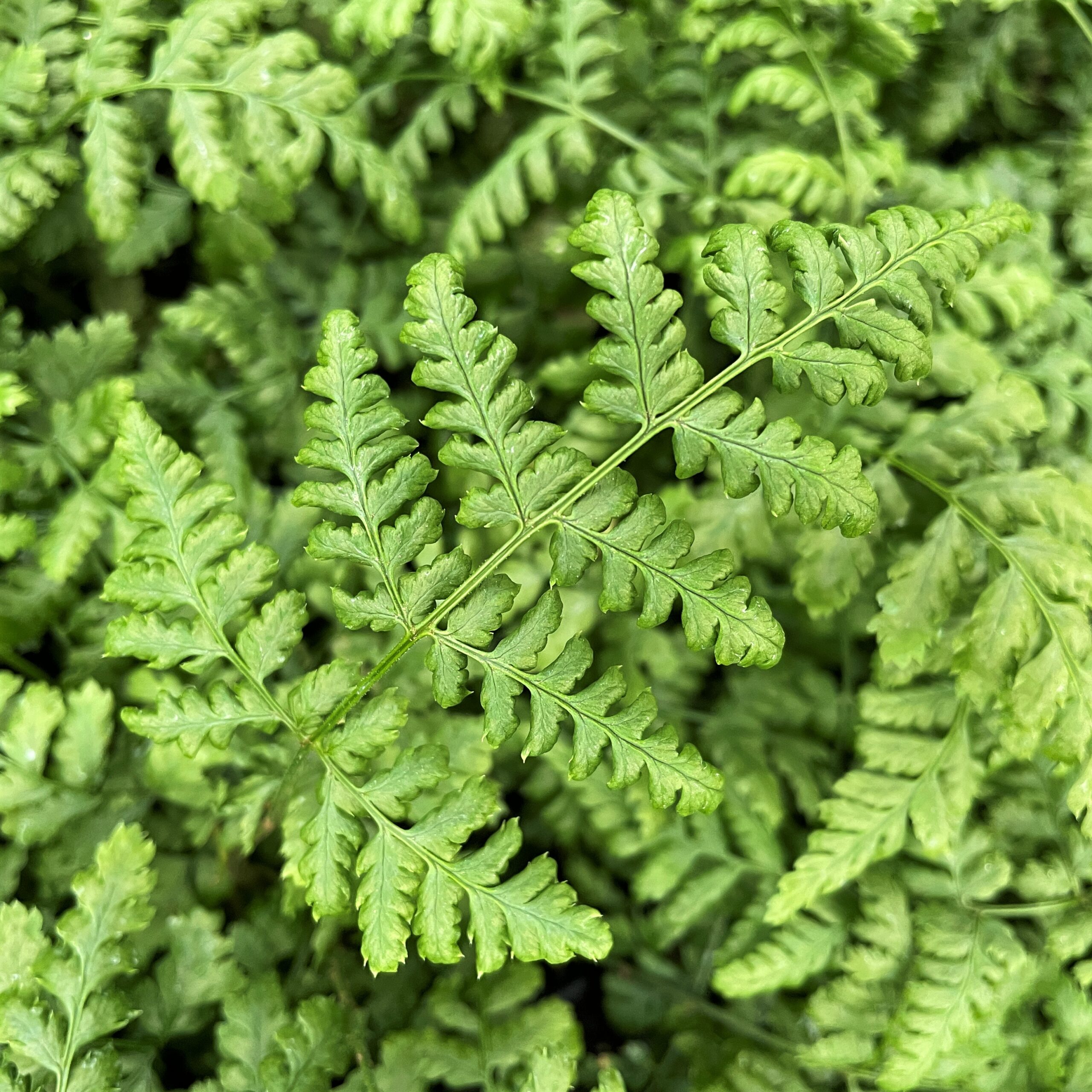 Dryopteris austriaca - Wood Fern (3.5" Pot) - Image 2