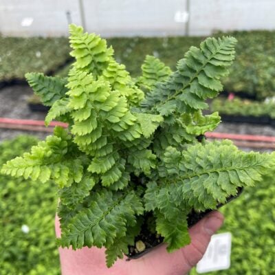 Dryopteris x complexa - Buckler Fern (3.5" Pot)