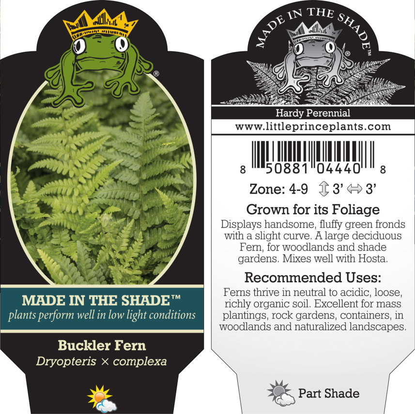 Dryopteris x complexa - Buckler Fern (3.5" Pot) - Image 2