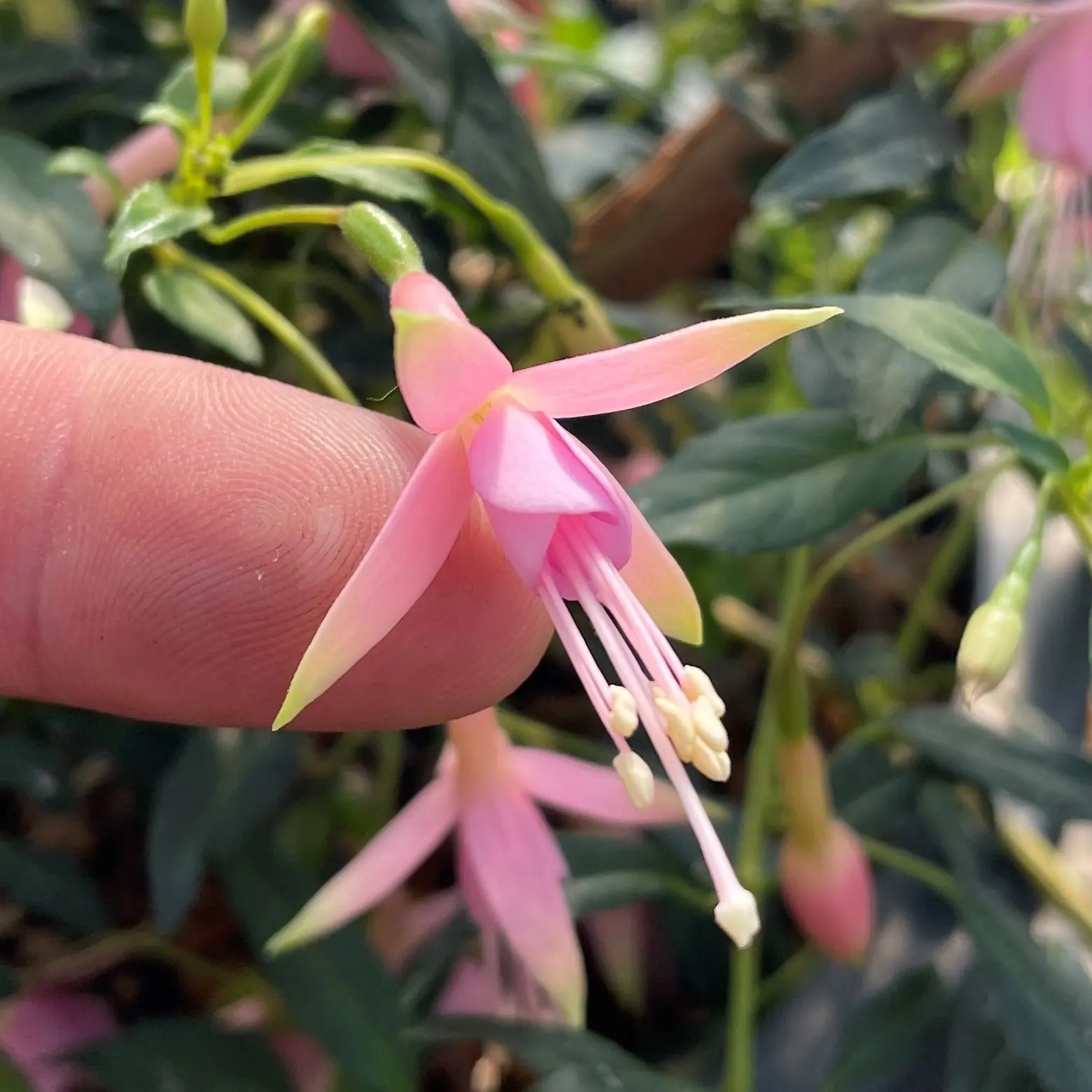 Fuchsia 'Whiteknight's Pearl - Hardy Fuchsia (#1 Round) | Little