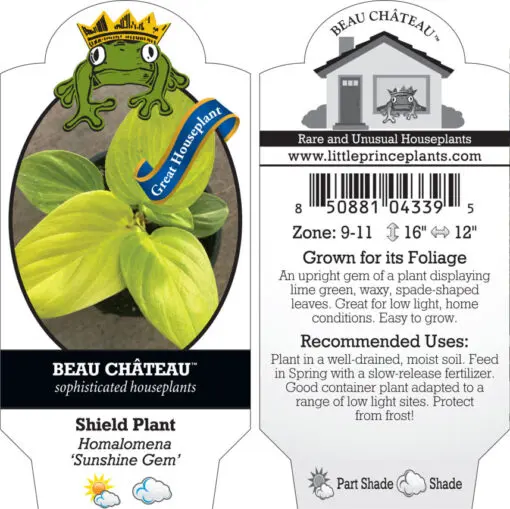 Homalomena 'Sunshine Gem' - Shield Plant (4.5