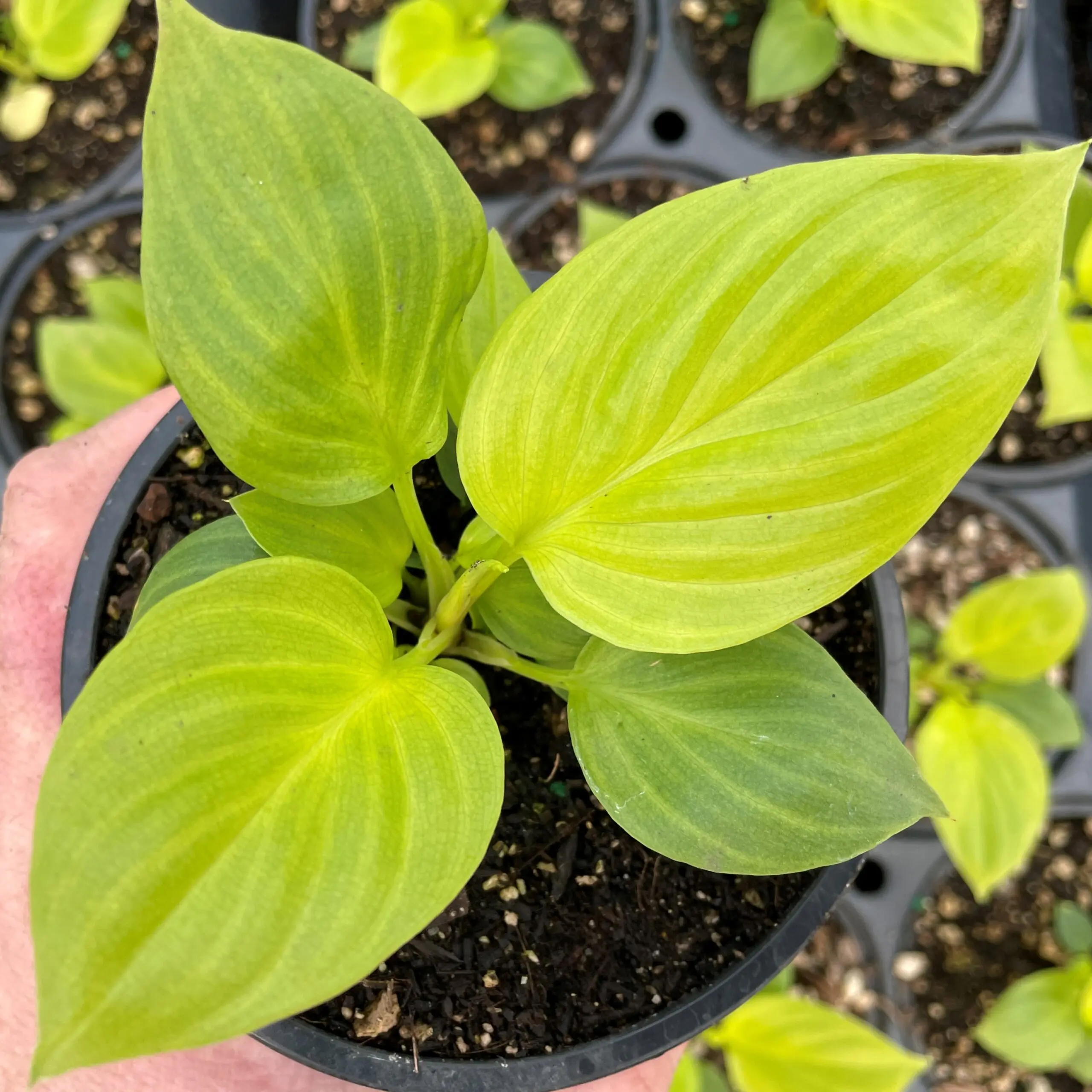 Homalomena 'Sunshine Gem' - Shield Plant (4.5