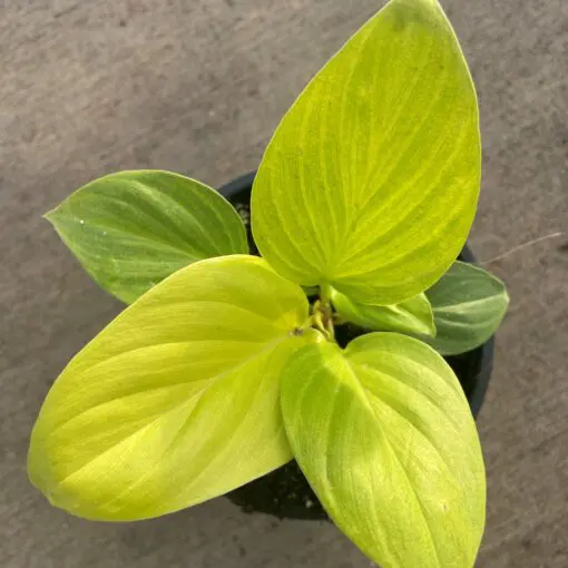 Homalomena 'Sunshine Gem' - Shield Plant (4.5