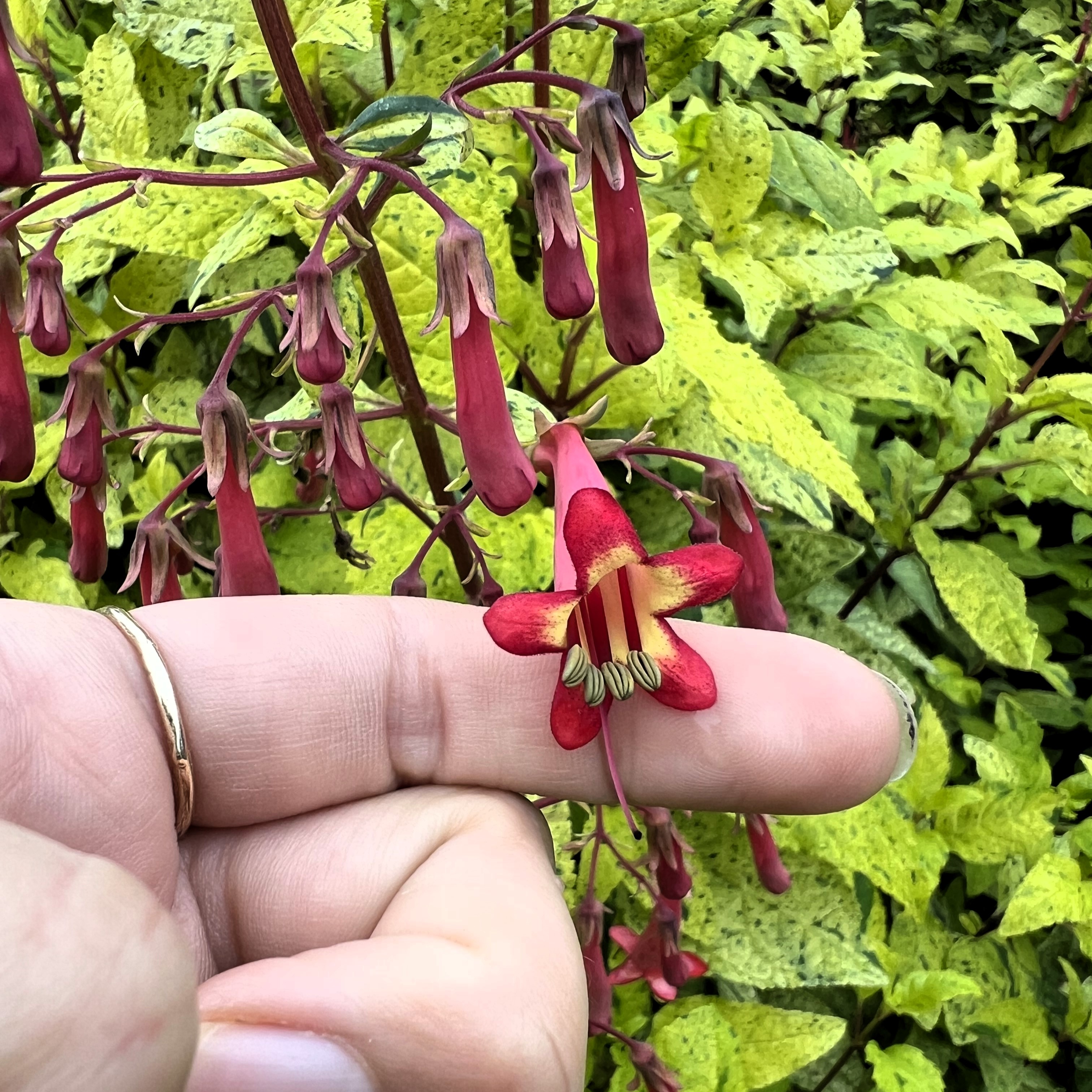 Phygelius x rectus ‘Lemon Spritzer’ PP 24,294 – Cape Fuchsia (4.5" Pot)