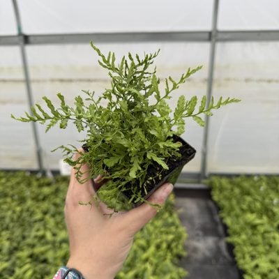 Dryopteris filix-mas 'Linearis Polydactyla' - Male Fern (3.5" Pot)